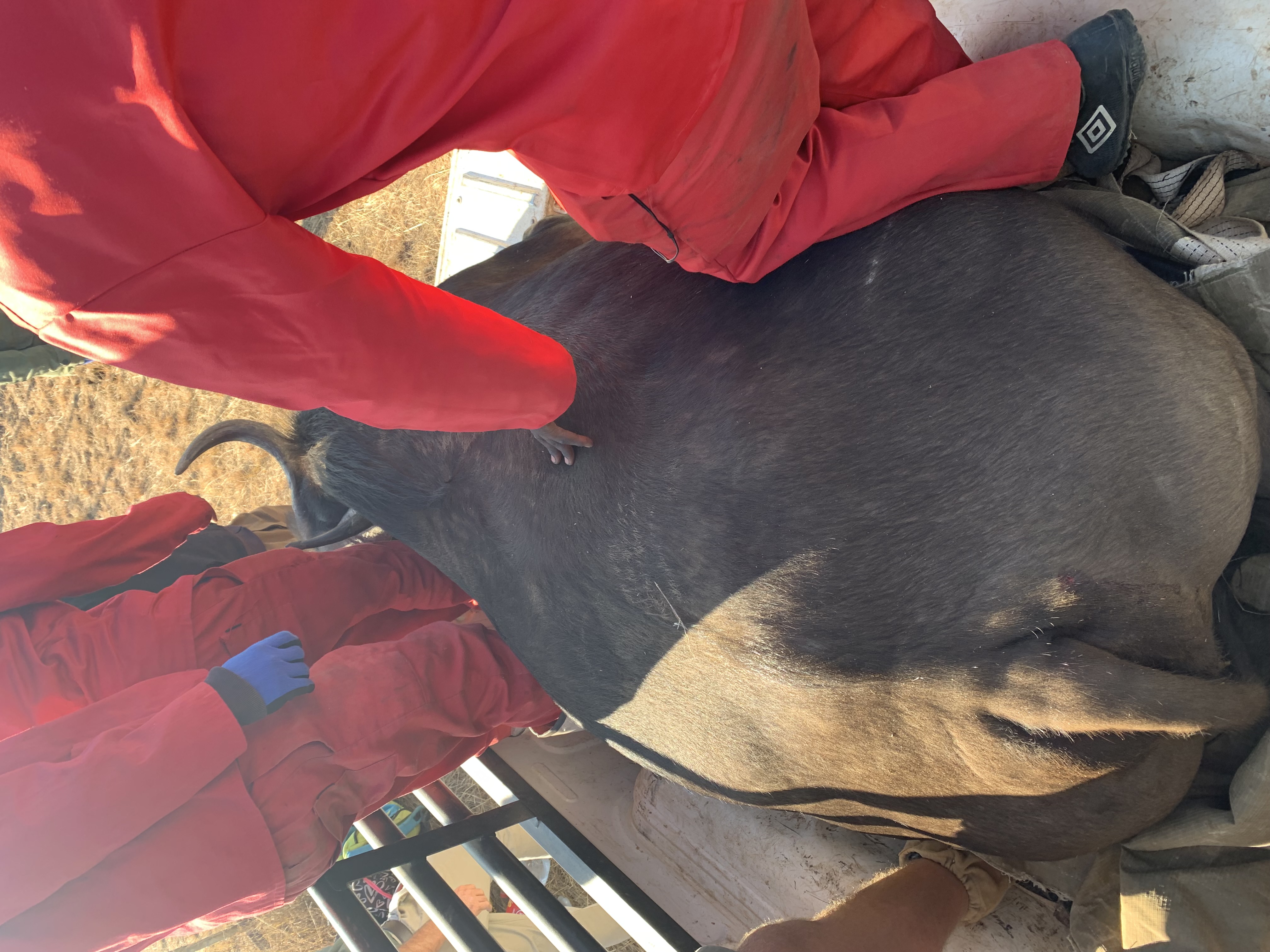 Siske Loggie: veterinary work