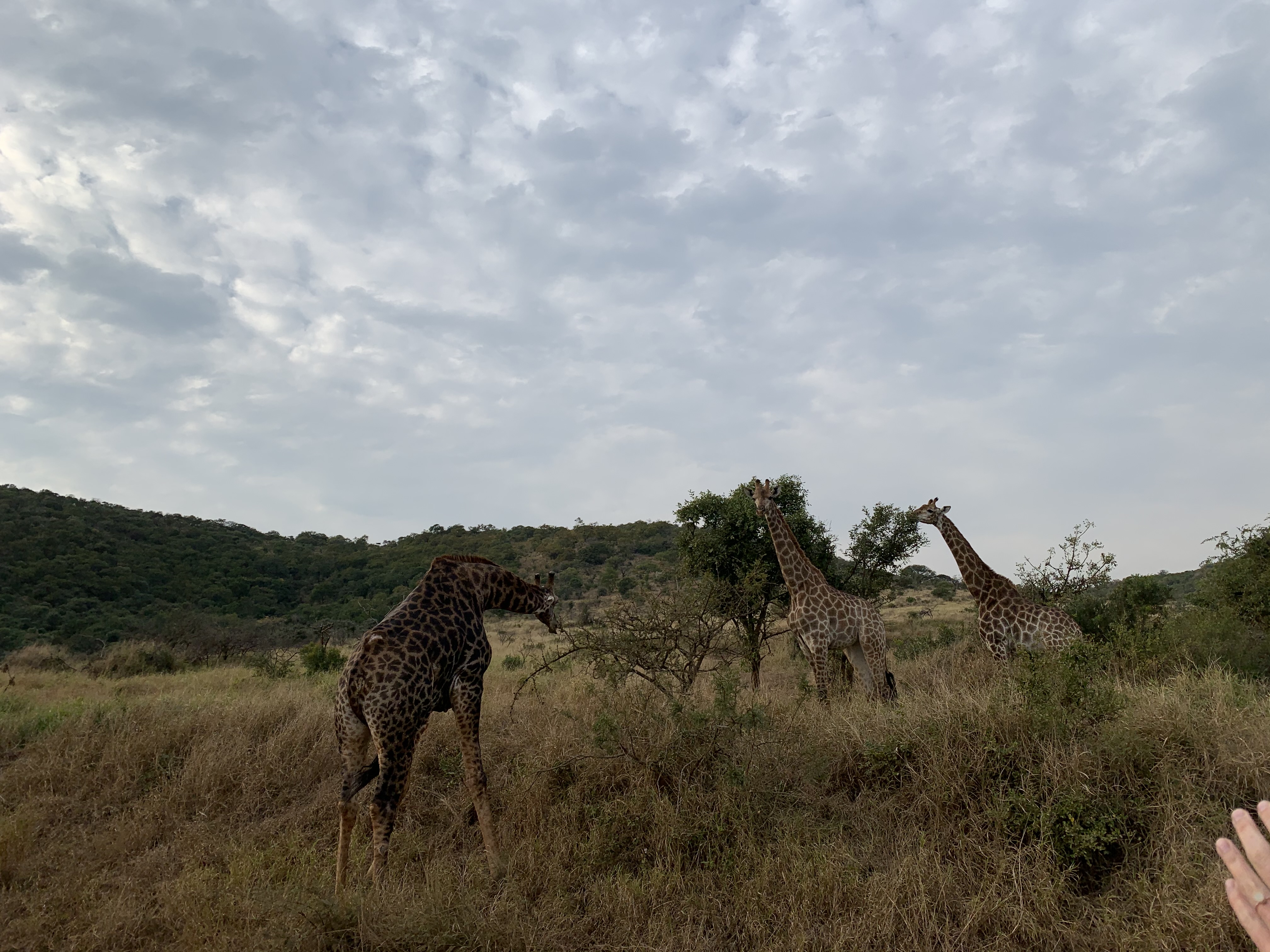 Siske Loggie: giraffes