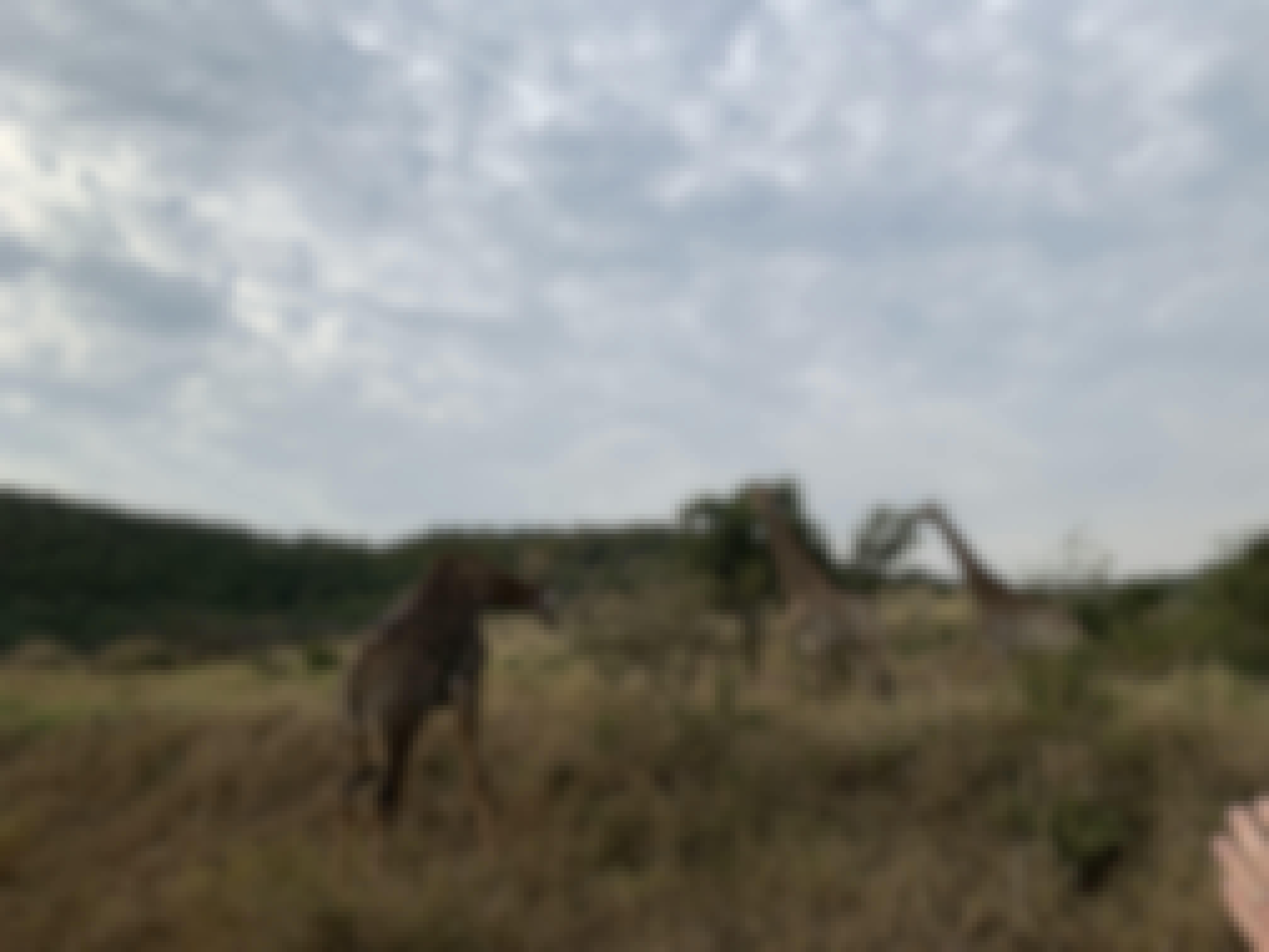 Siske Loggie: giraffes