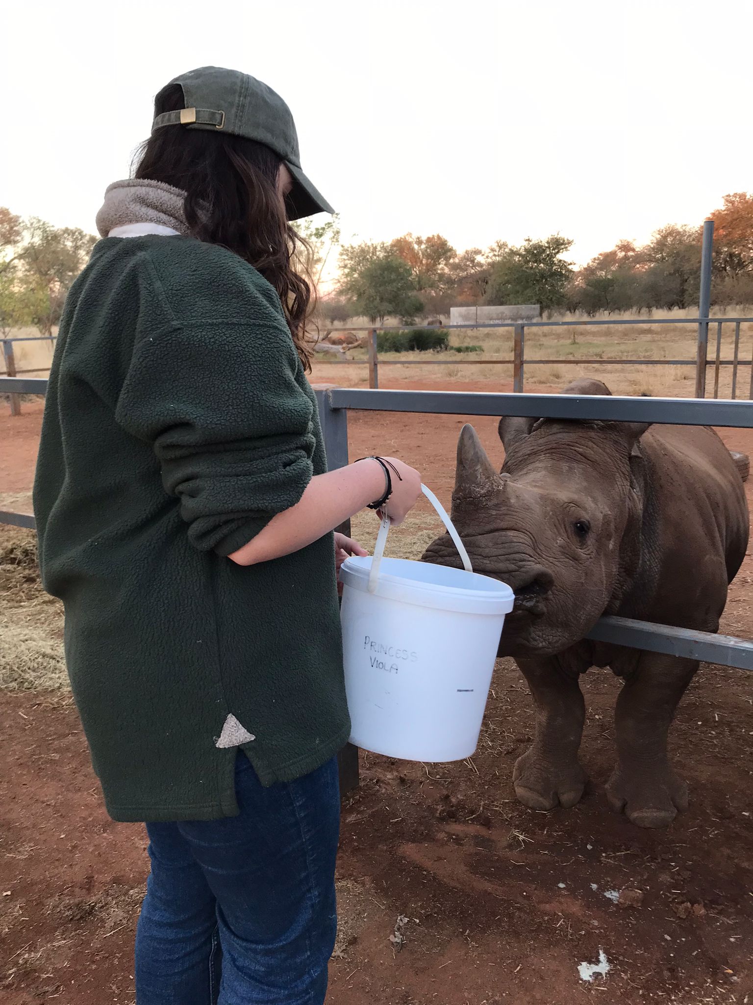 Siske Loggie: feeding rhinos