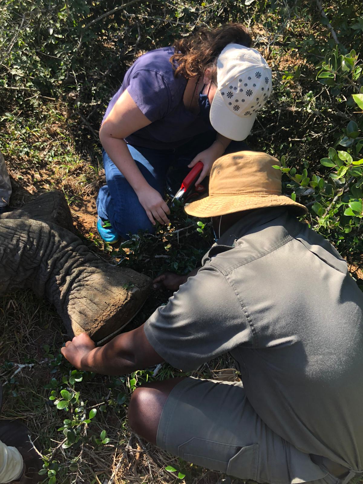 Siske Loggie: veterinary work in the field