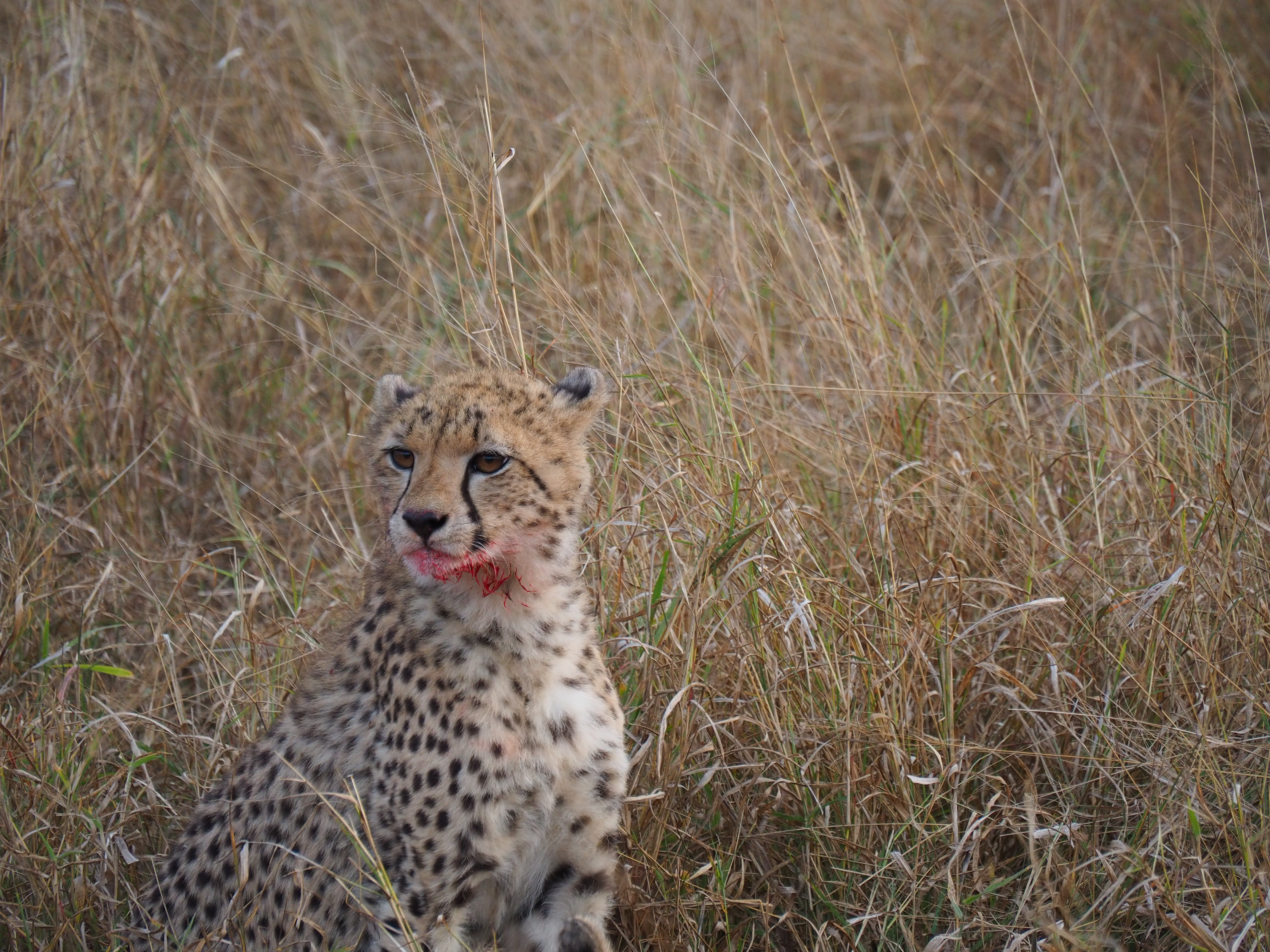 Siske Loggie: close-up of a cheetah
