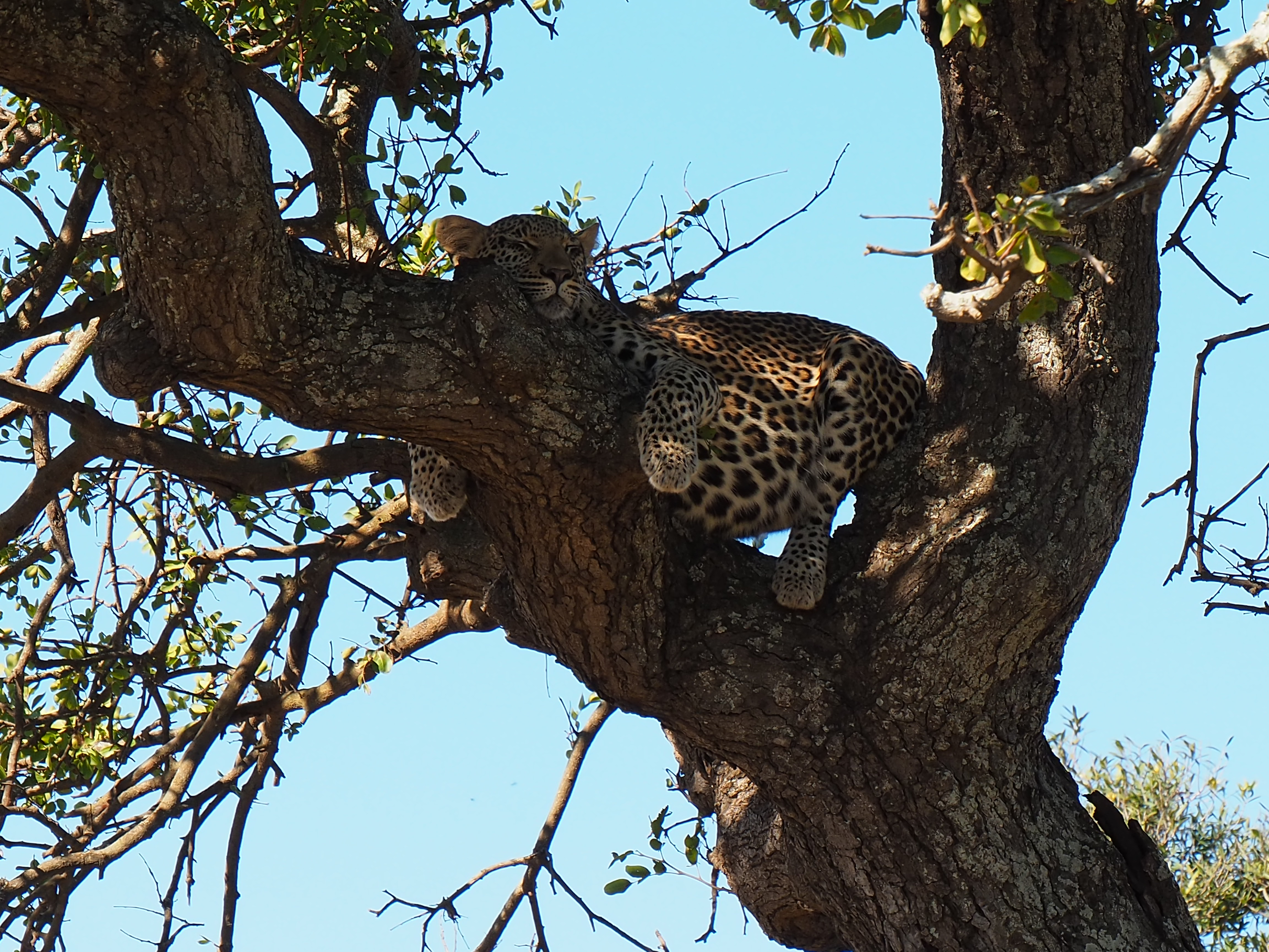 Siske Loggie: leopard in a tree