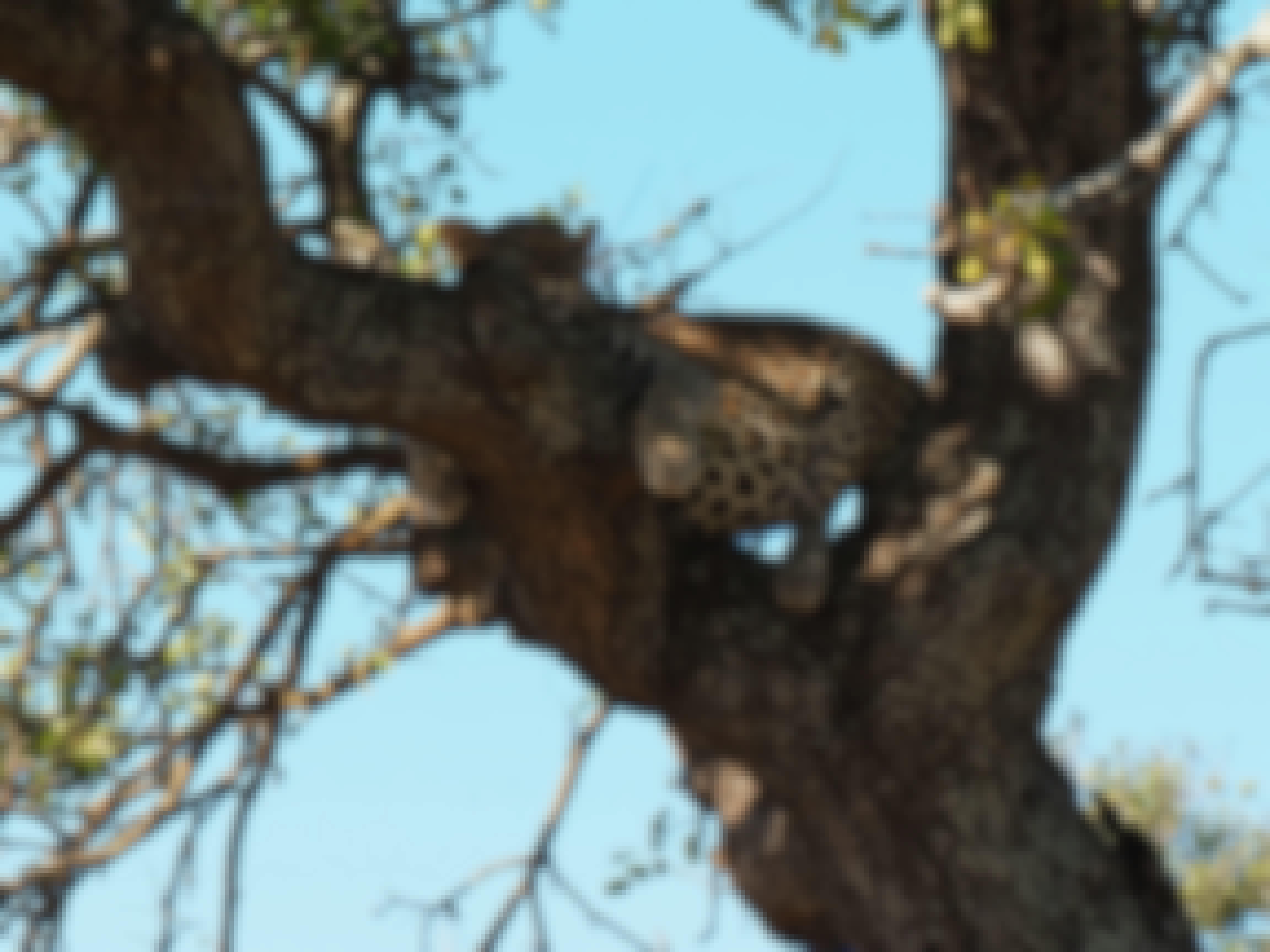 Siske Loggie: leopard in a tree