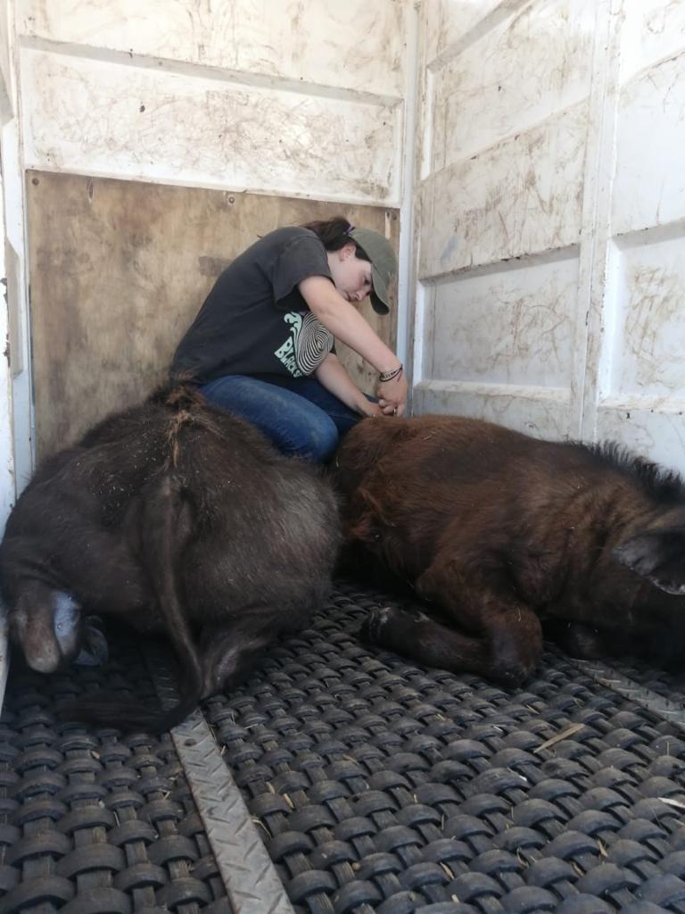 Siske Loggie: work on buffalo