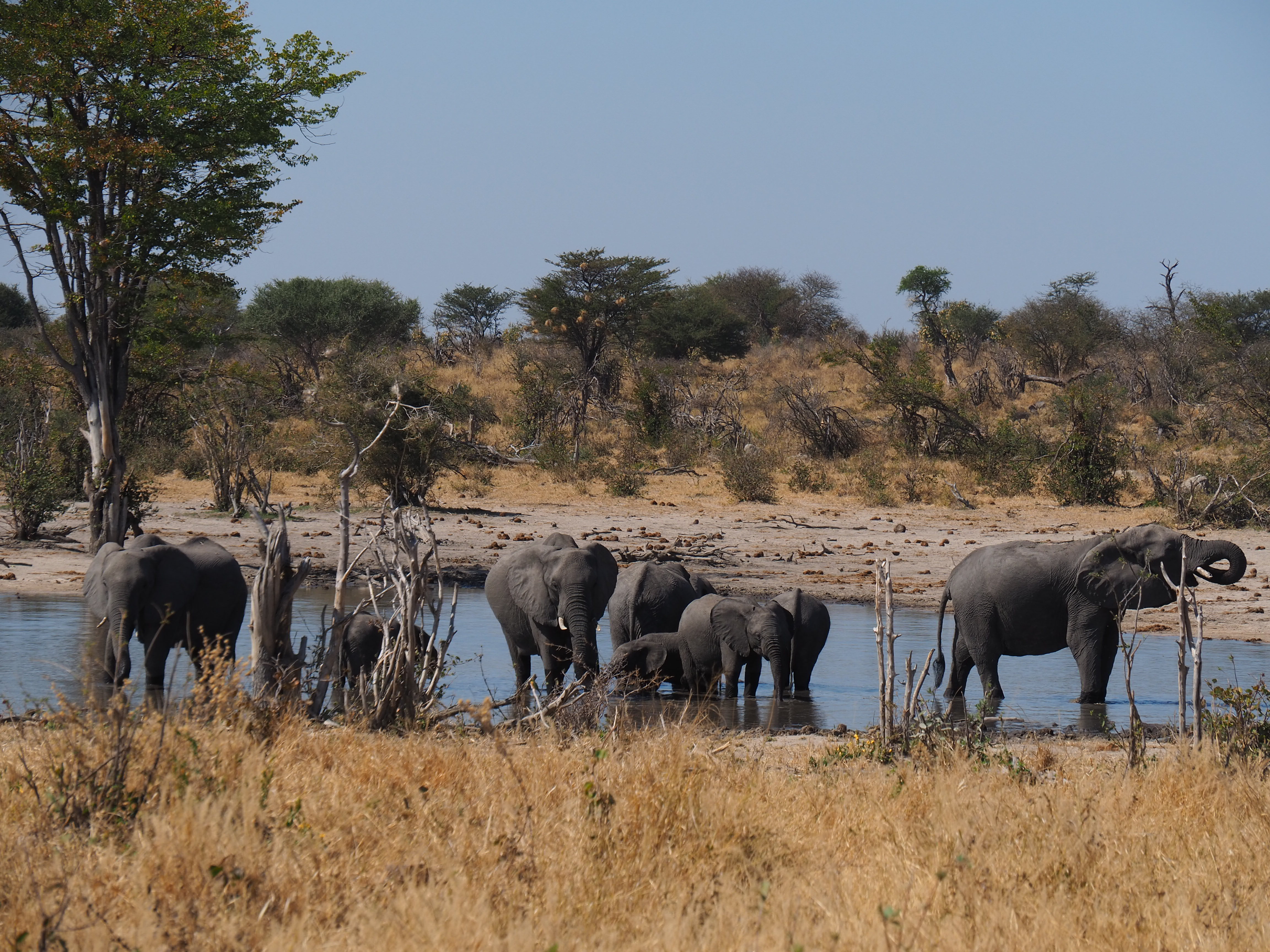 Siske Loggie: elephants in the water