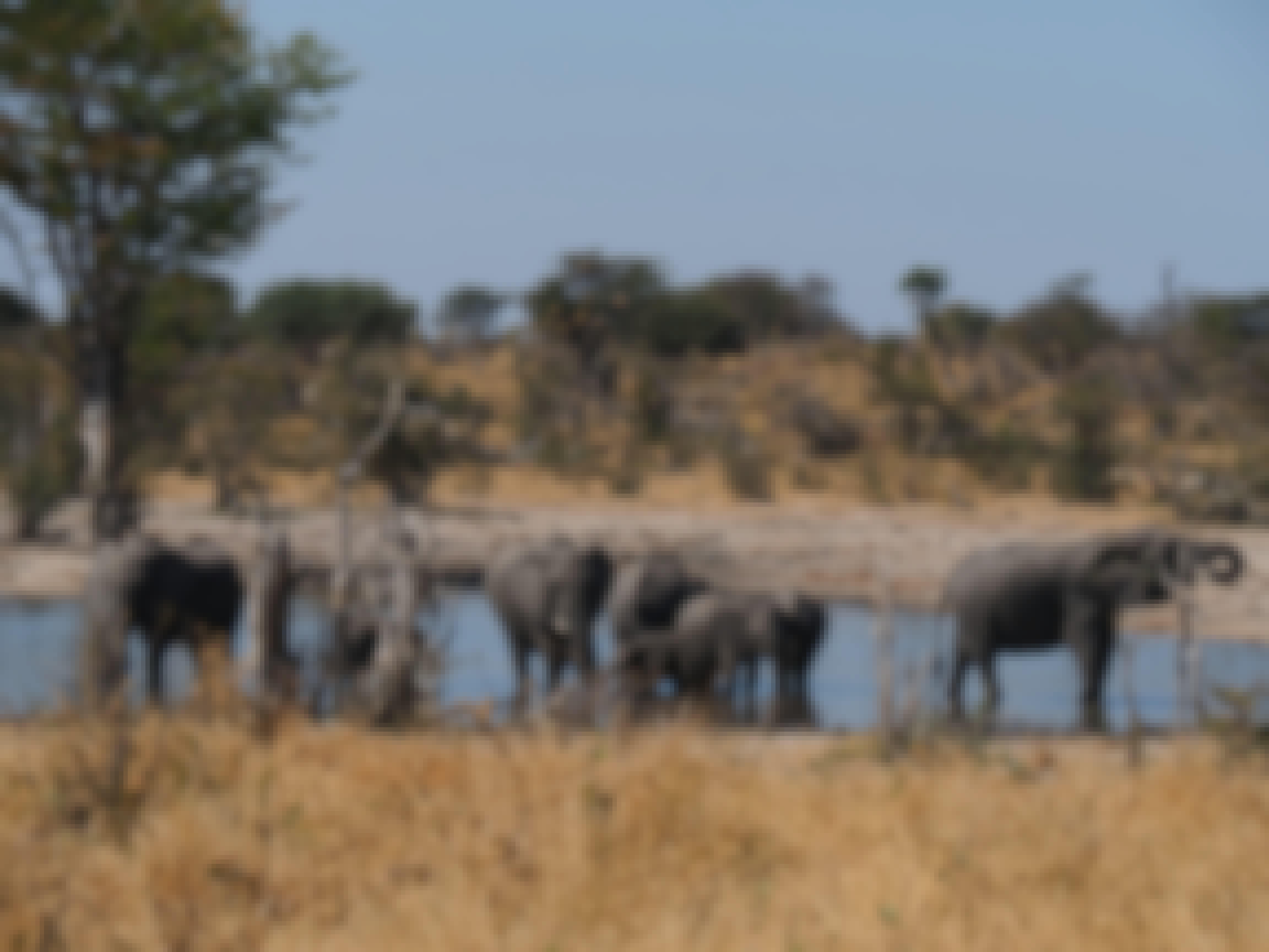 Siske Loggie: elephants in the water