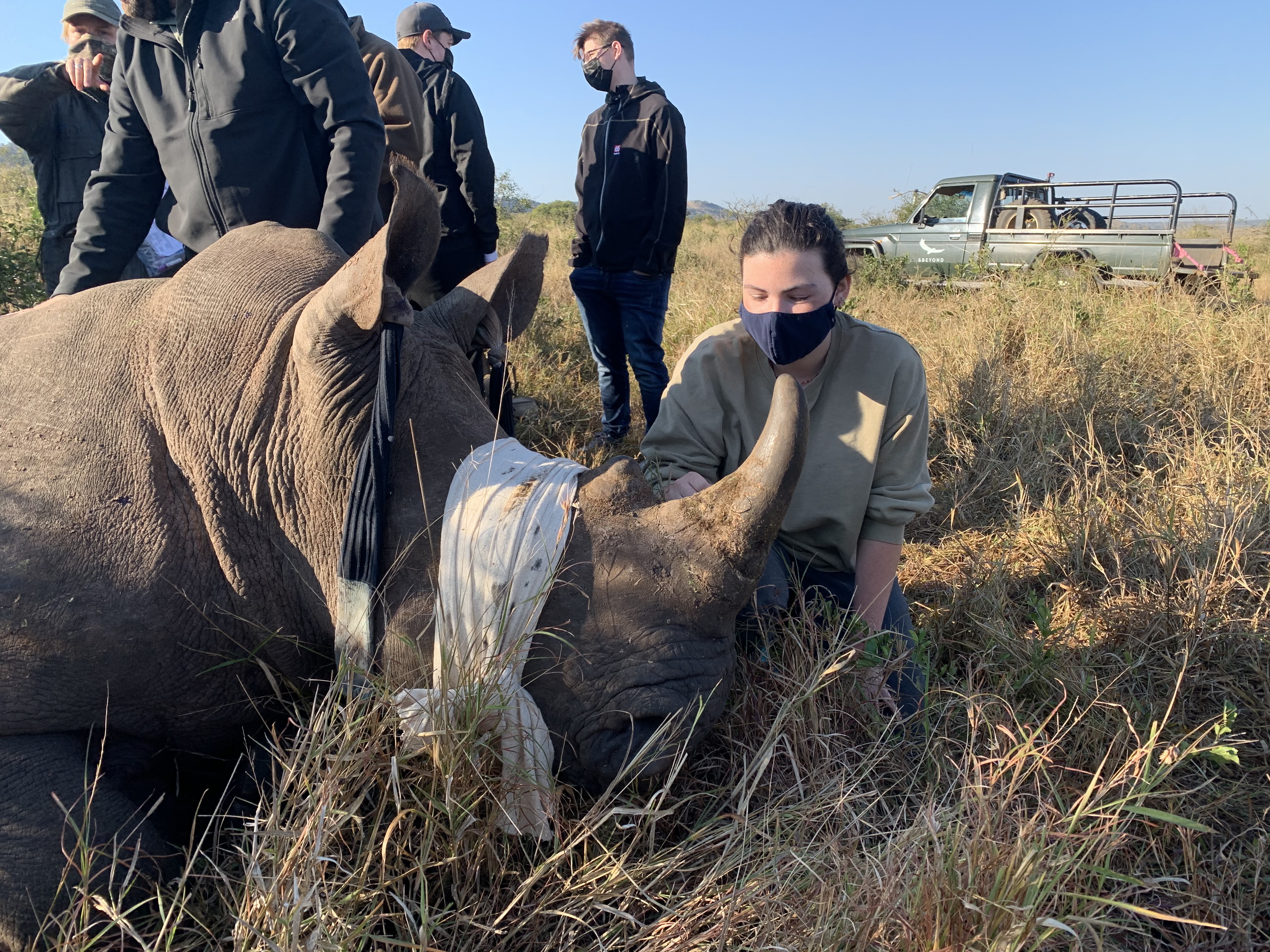 Siske Loggie: working on a sedated rhino