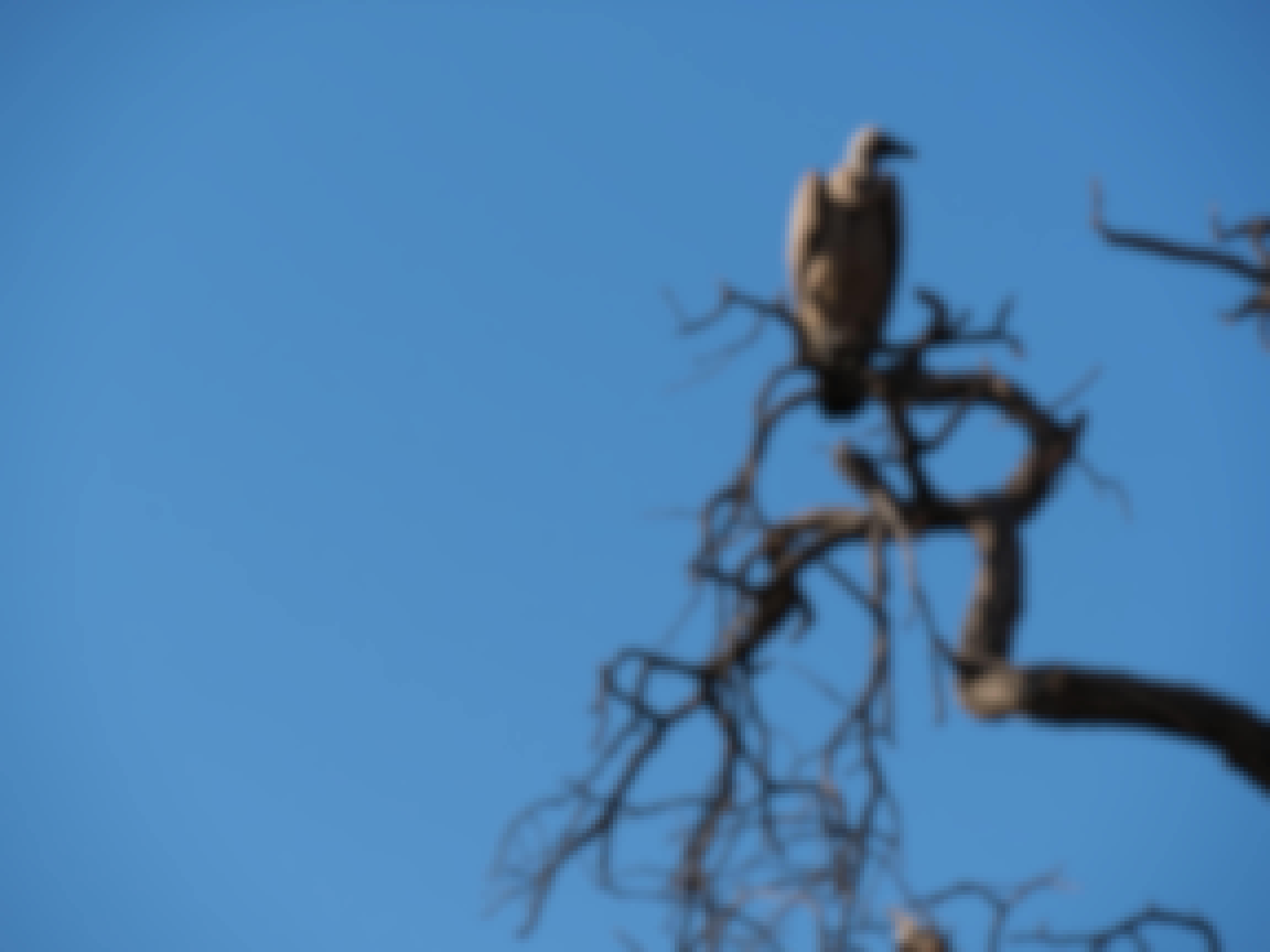 Siske Loggie: bird