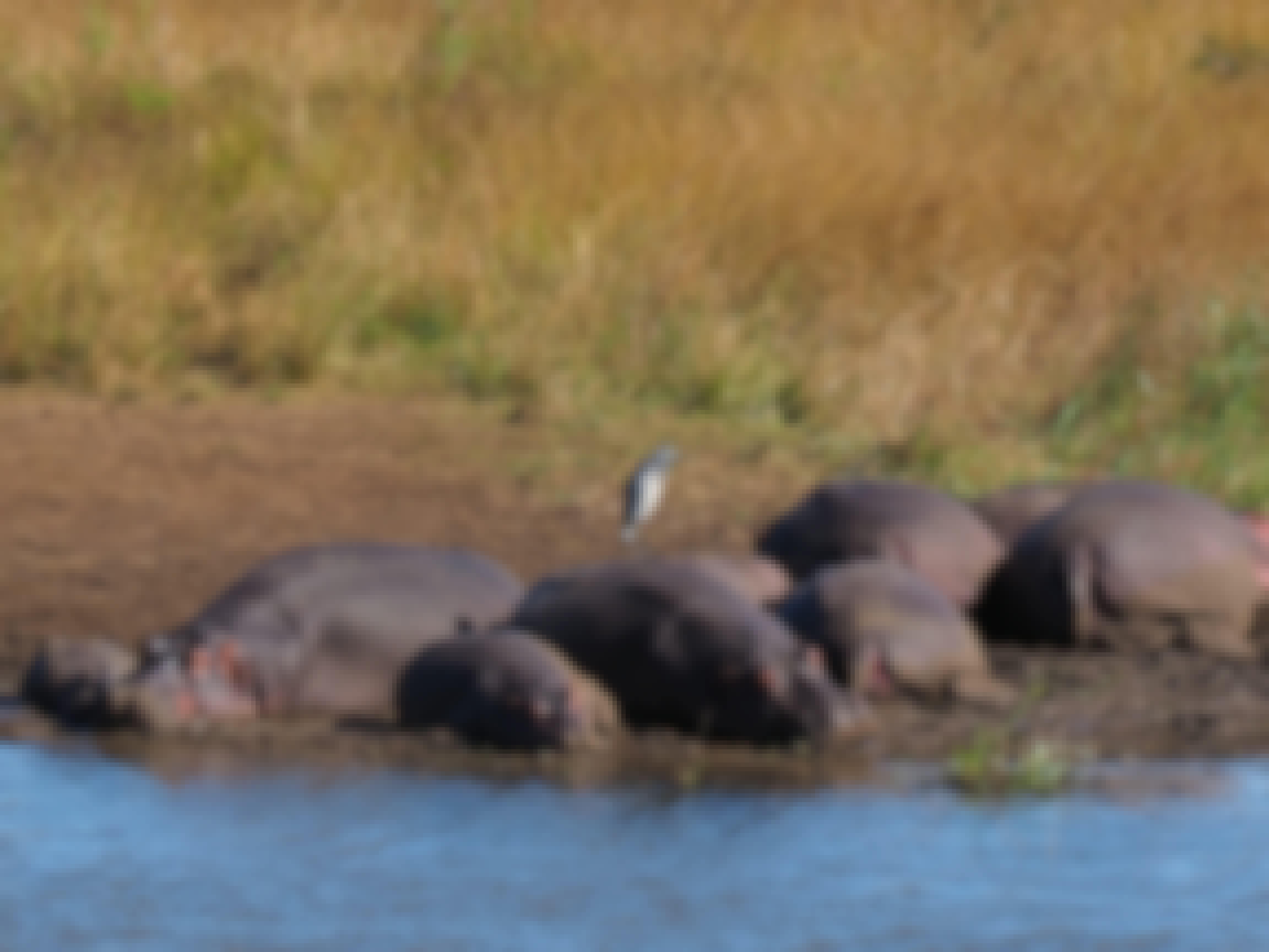 Siske Loggie: hippos in the water