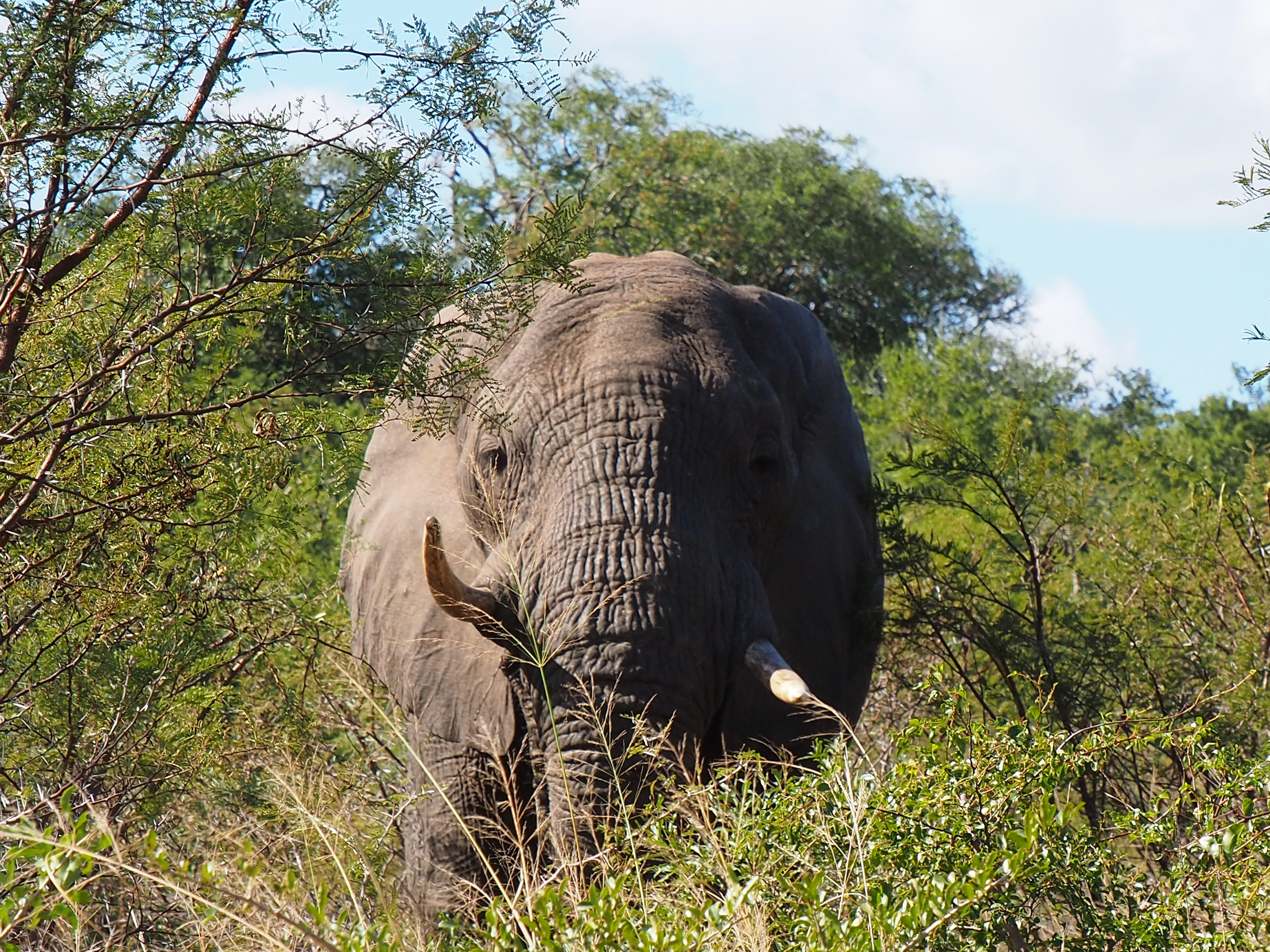 Siske Loggie: elephant