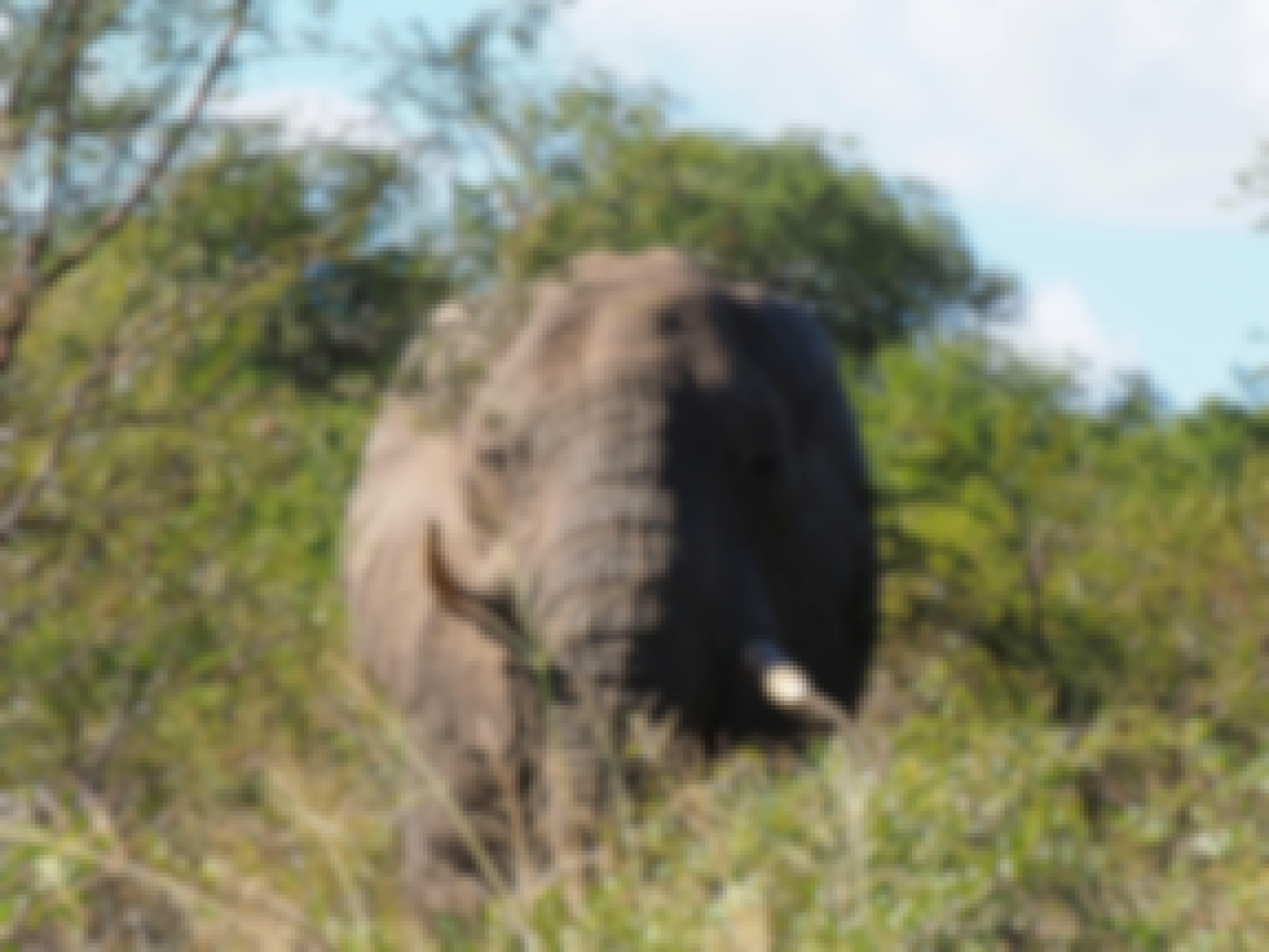 Siske Loggie: elephant
