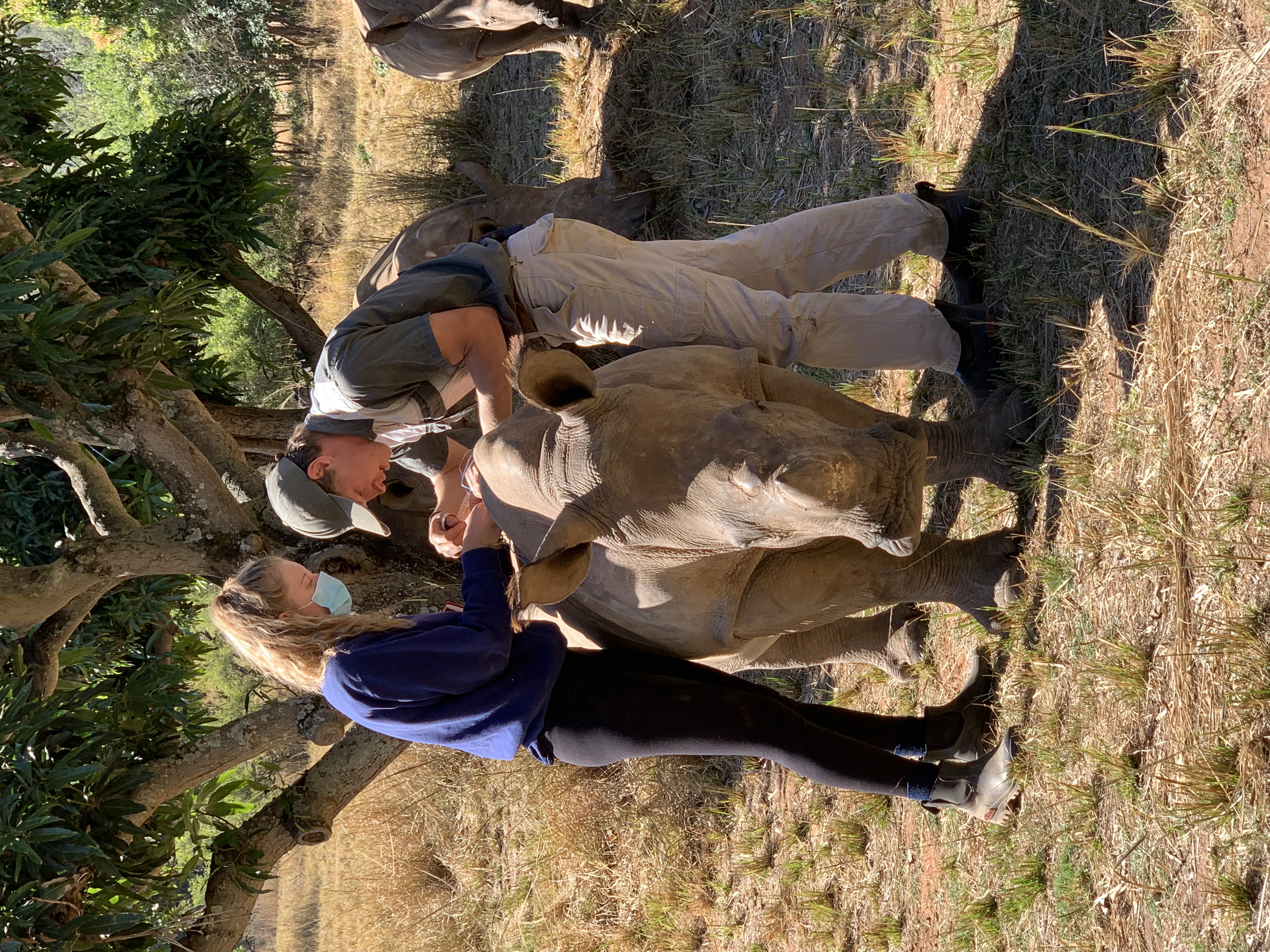 Siske Loggie: ACE volunteer helping a vet work on a baby rhino