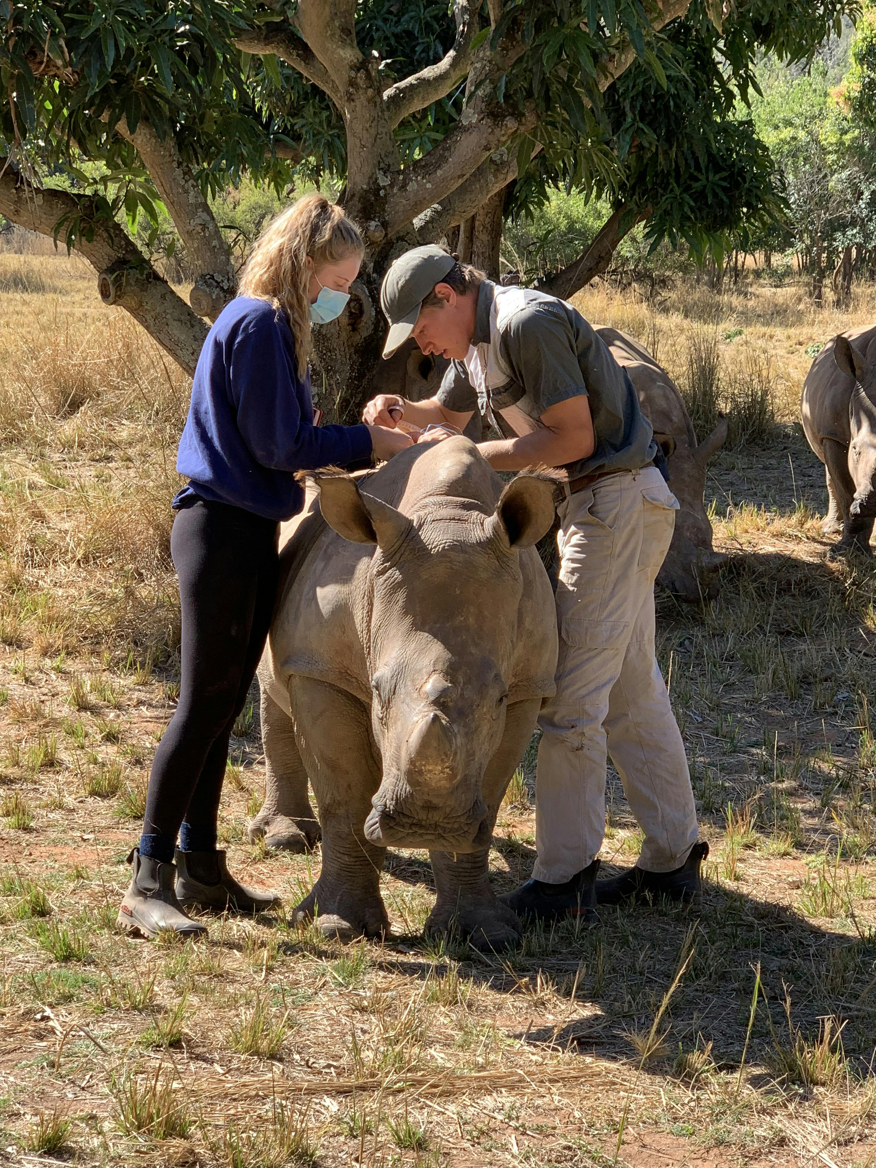 Siske Loggie: ACE volunteer helping a vet work on a baby rhino