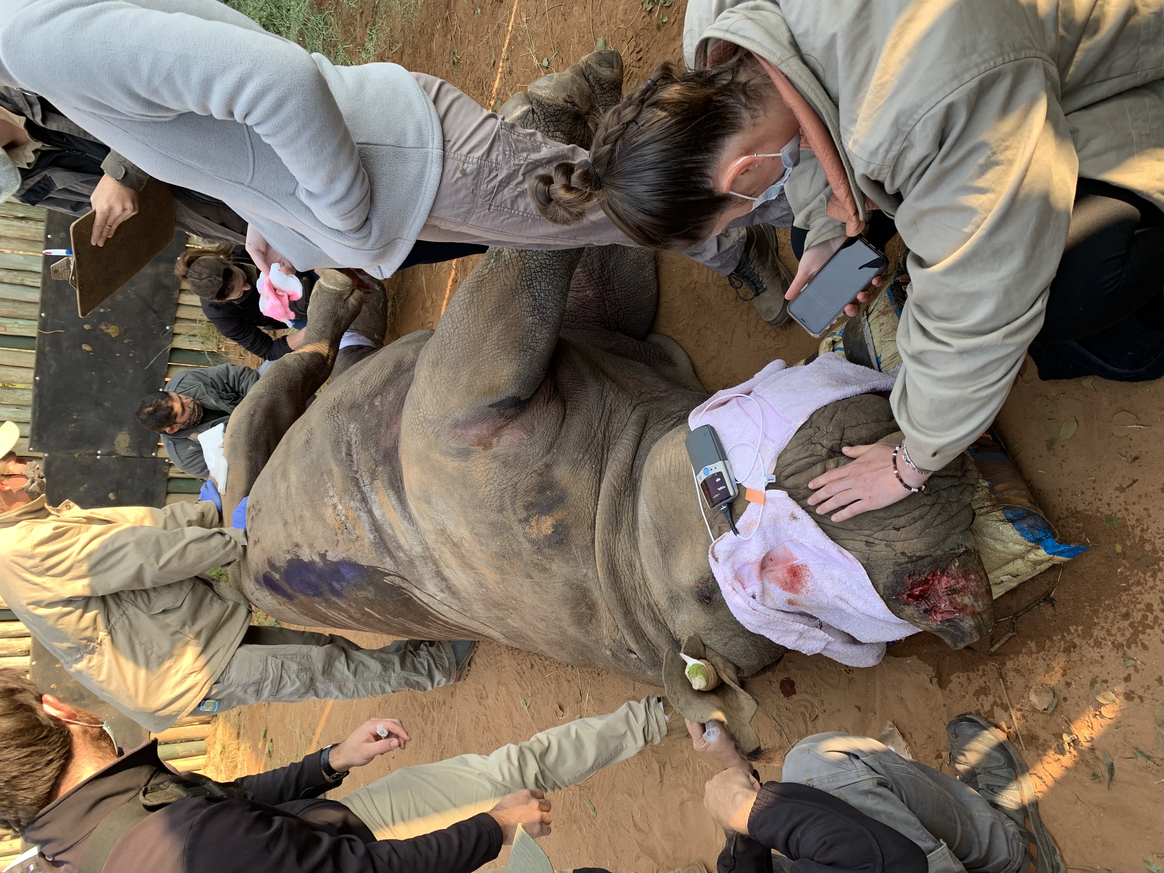 Siske Loggie: vet working on a sedated rhino
