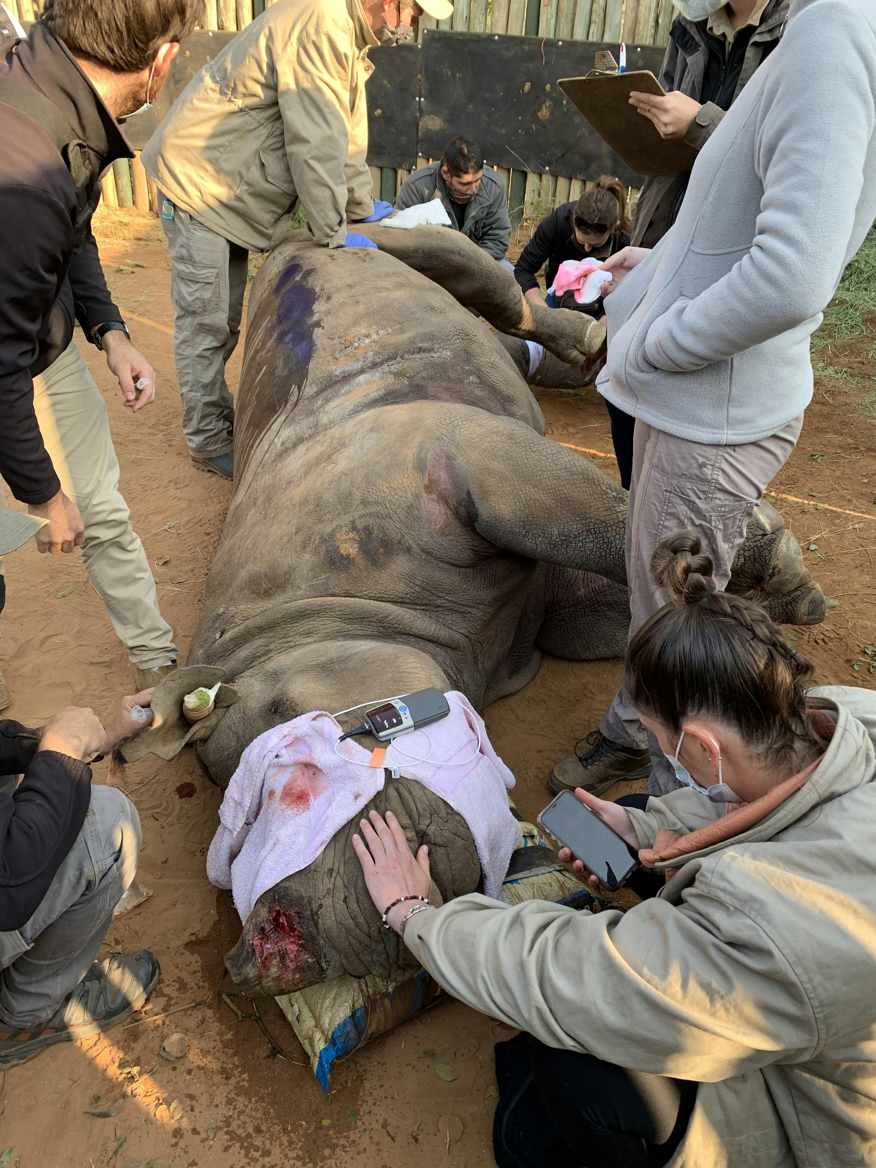 Siske Loggie: vet working on a sedated rhino