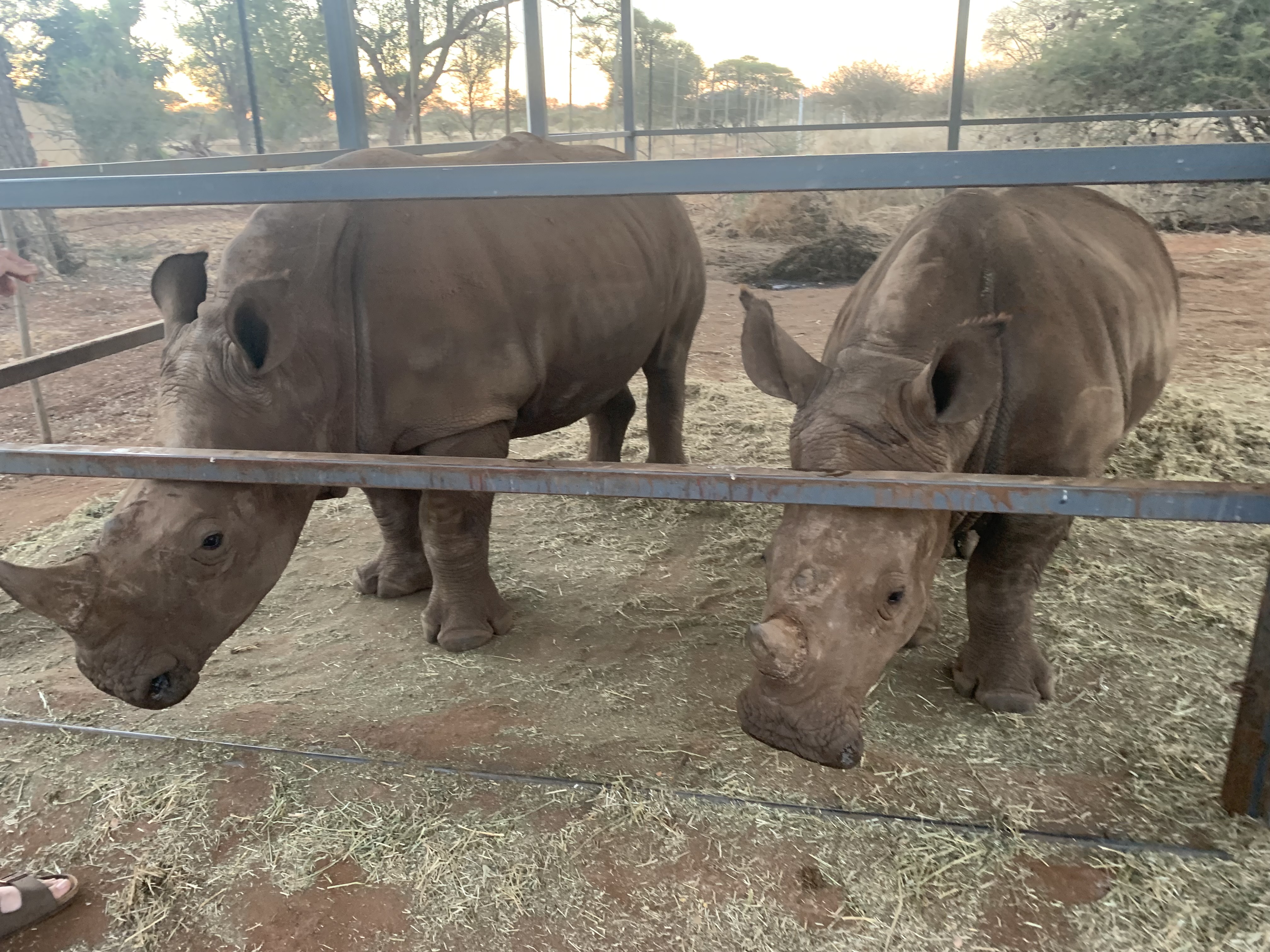 Siske Loggie: two rhinos