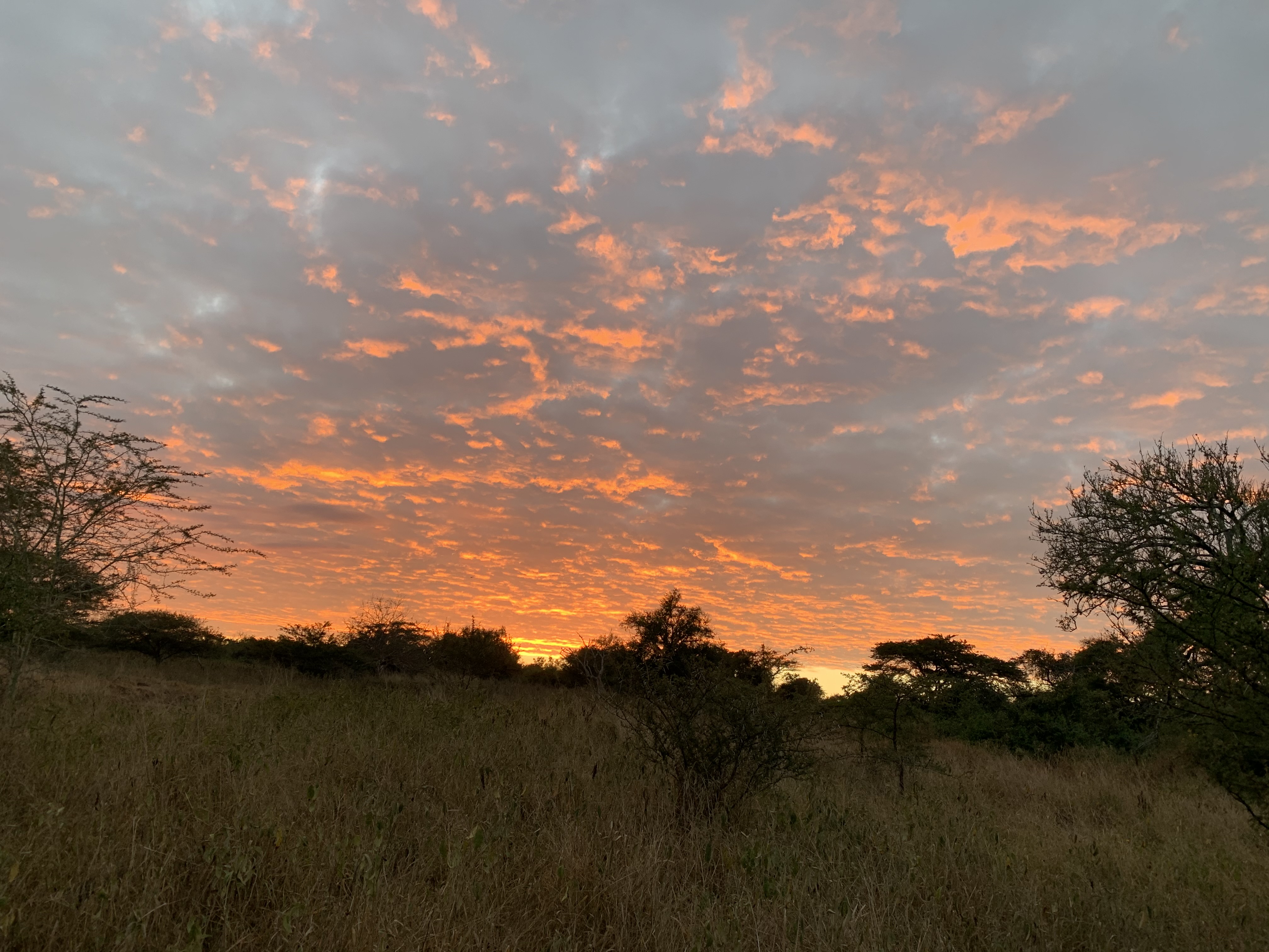 Siske Loggie: sunset