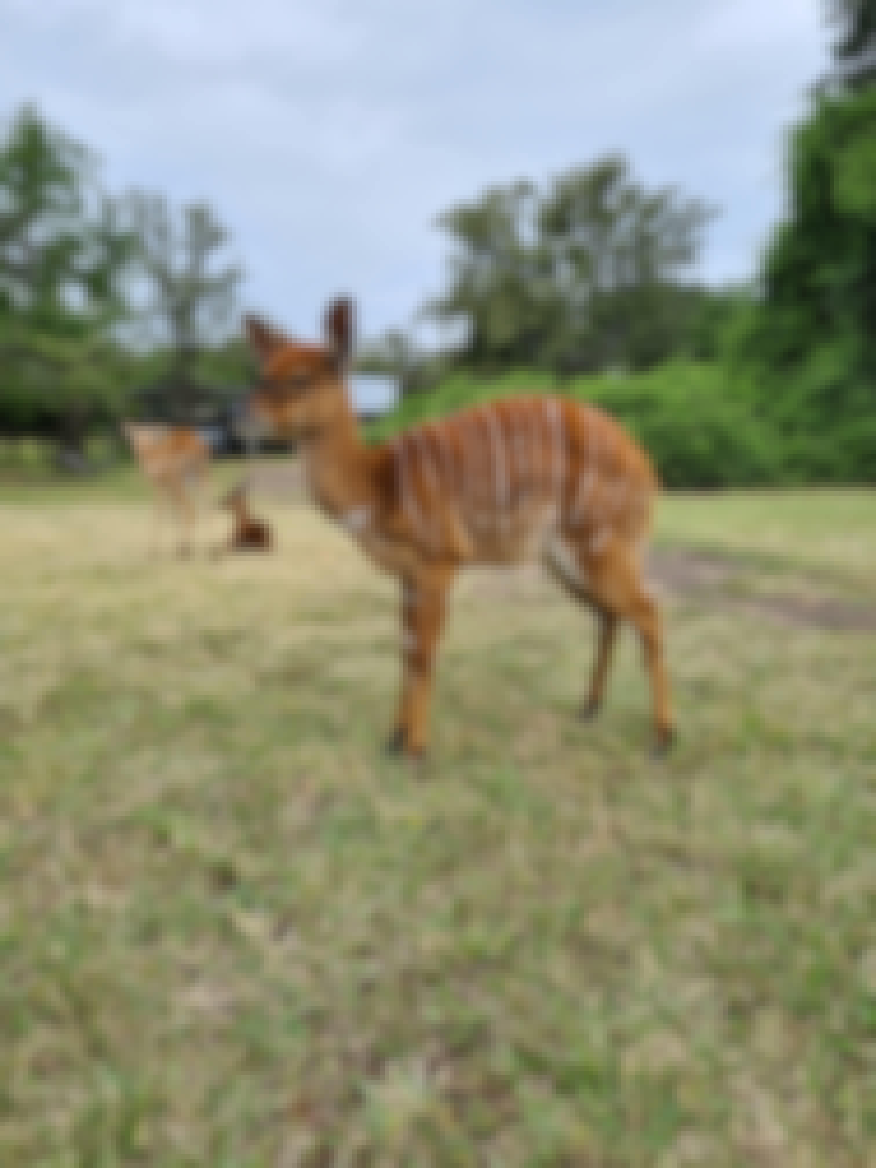 Mira van Duin: close-up of baby nyala