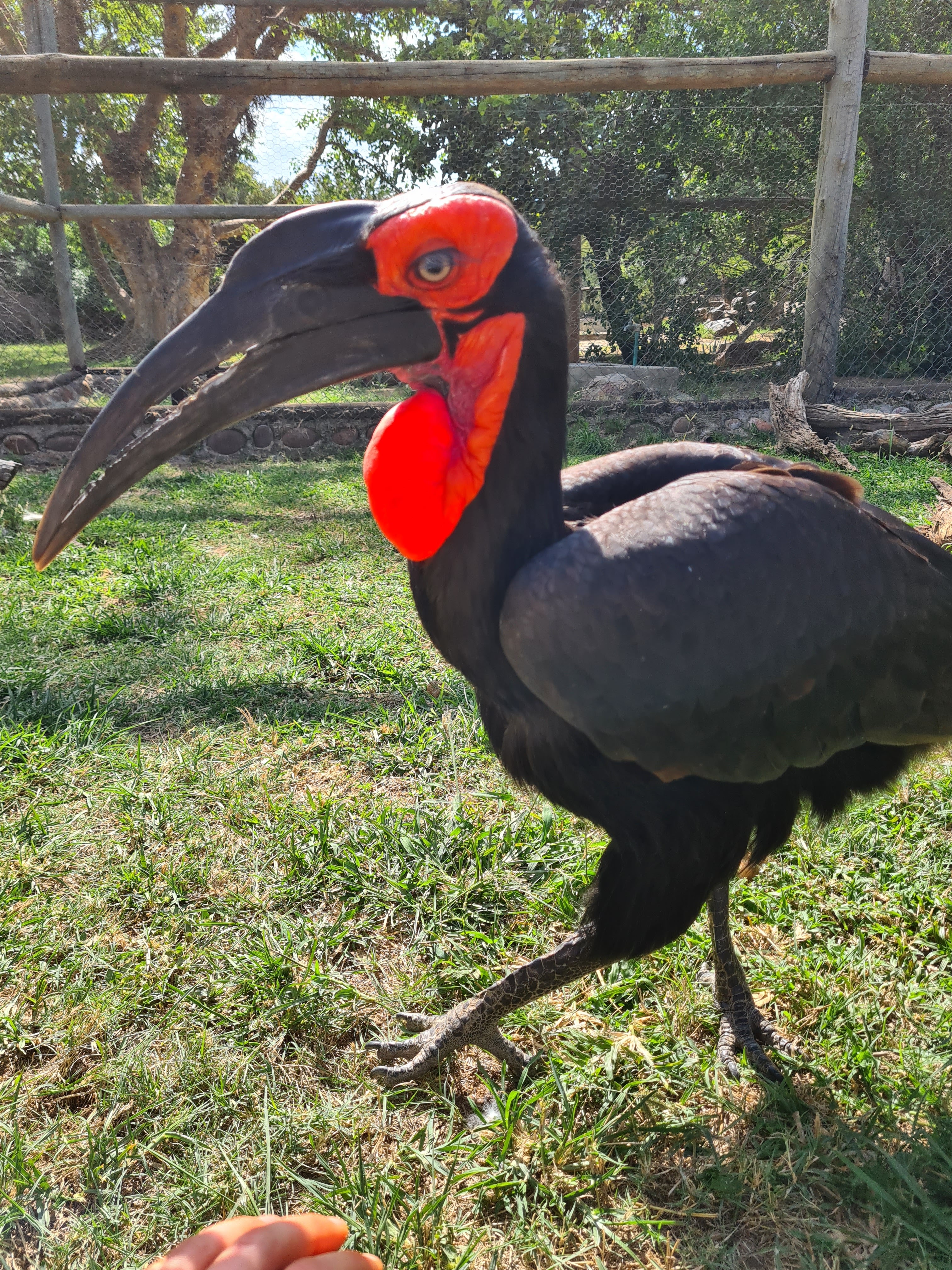 Mira van Duin: close-up of bird