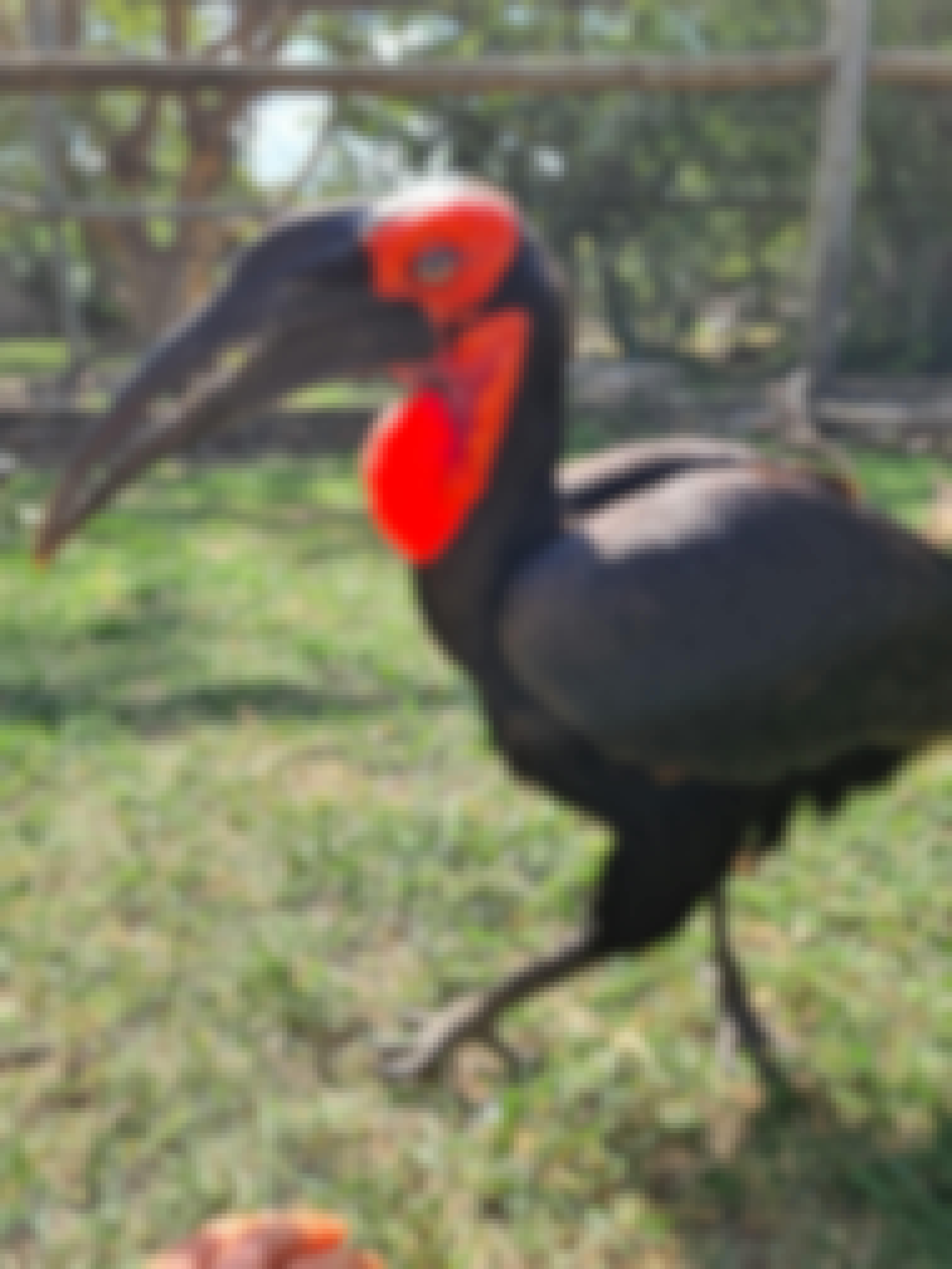 Mira van Duin: close-up of bird