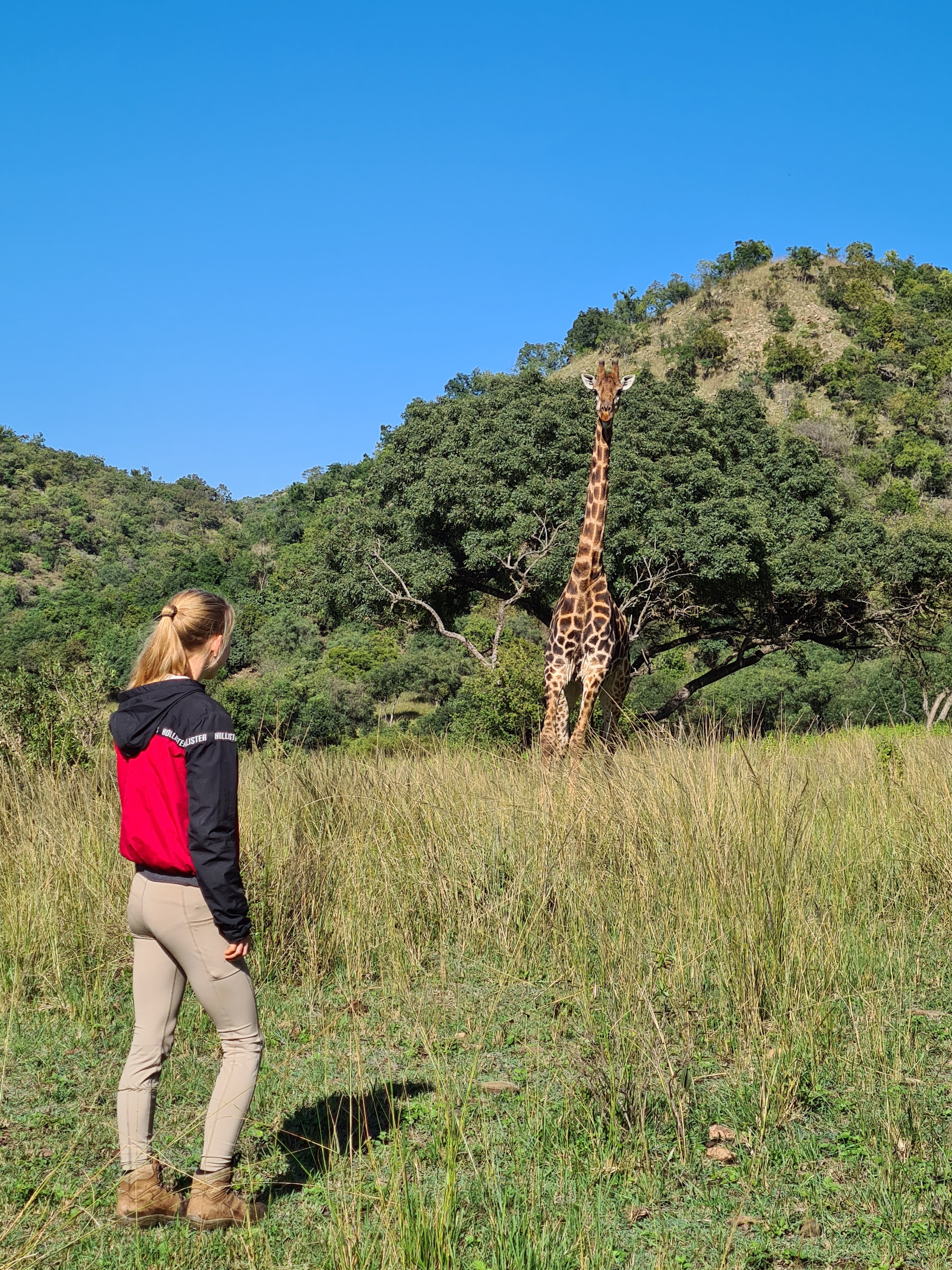 Mira van Duin: ACE volunteer viewing giraffe in the background