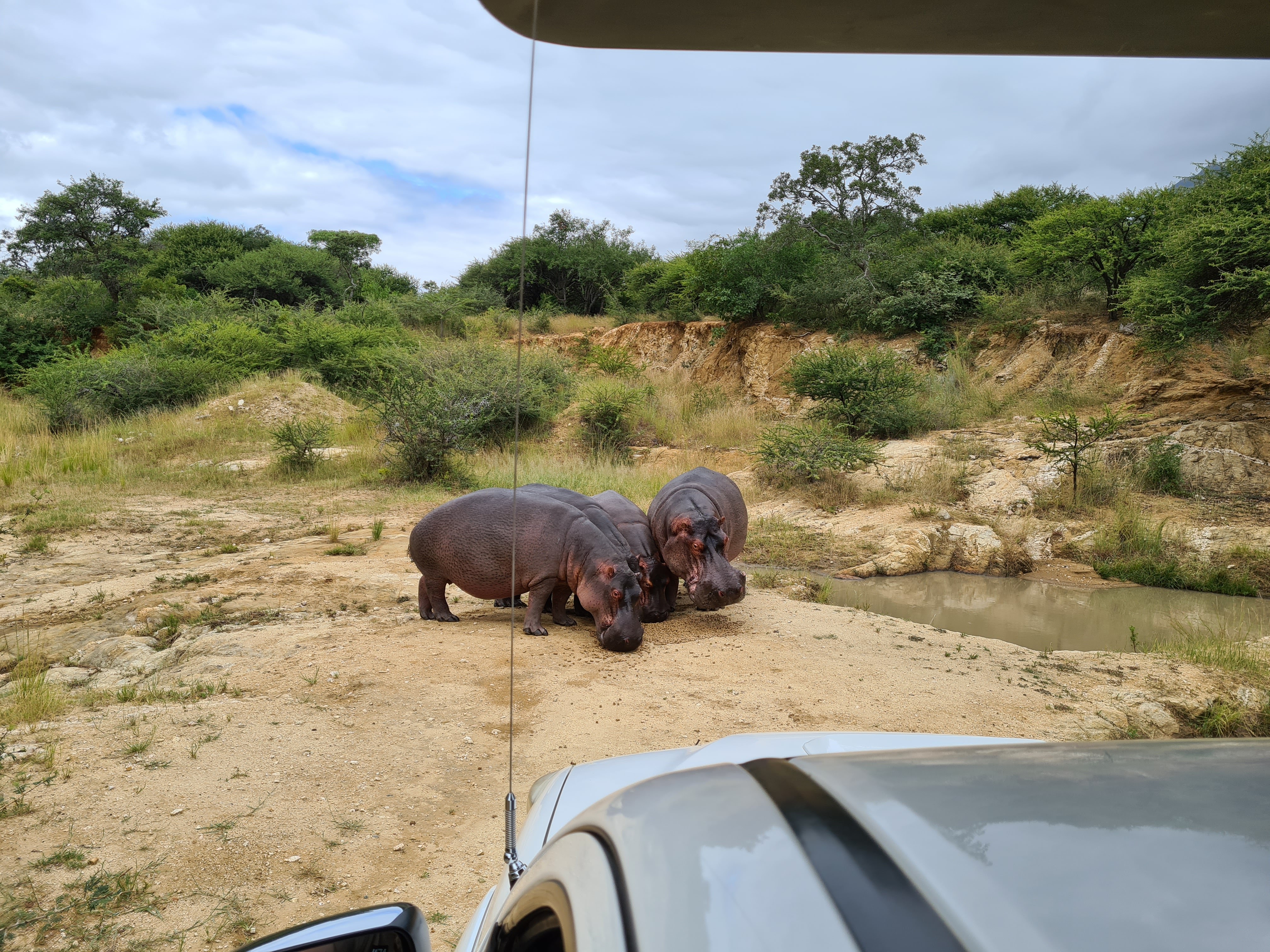 Mira van Duin: hippos viewed from vehicle