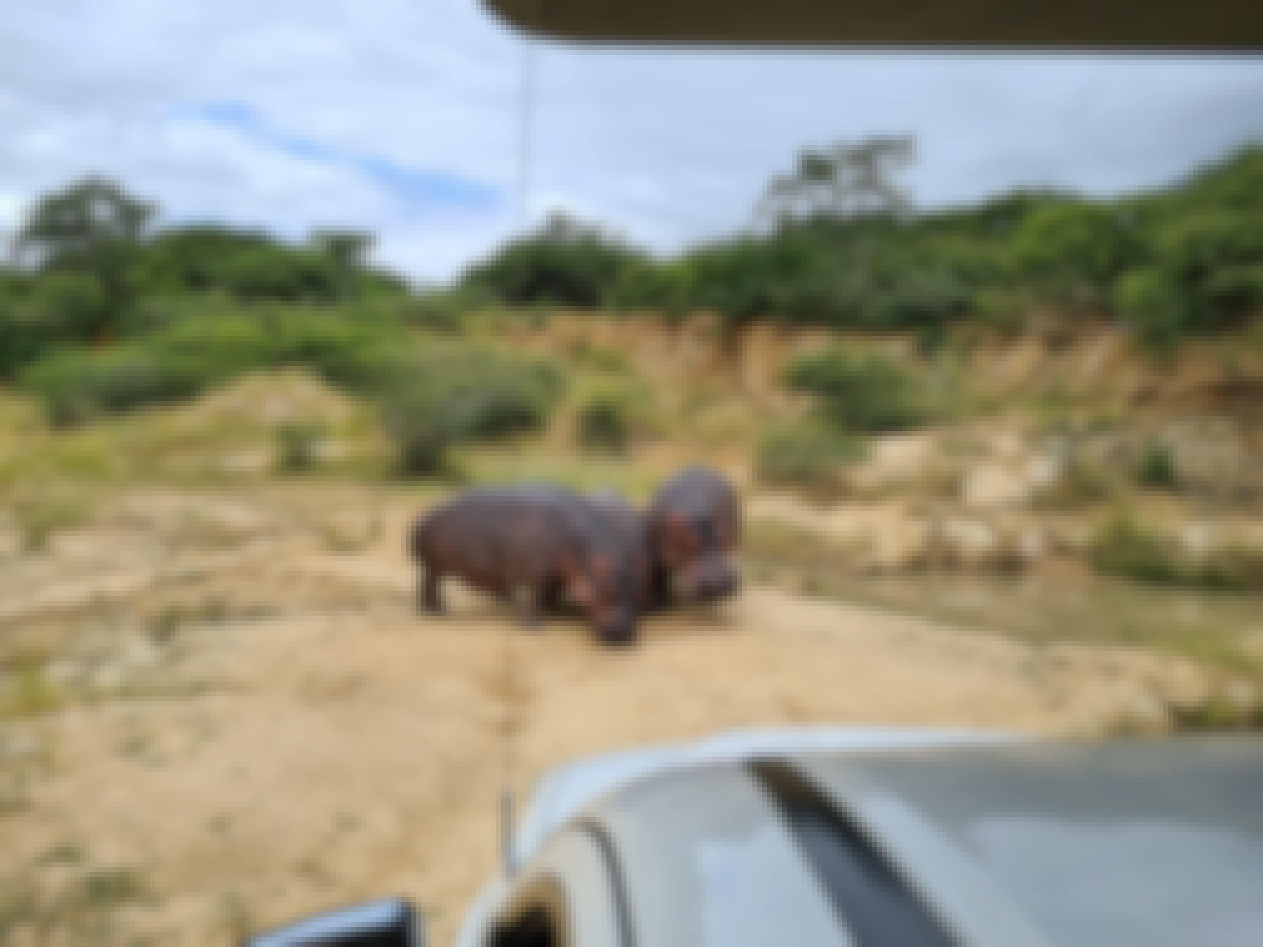 Mira van Duin: hippos viewed from vehicle