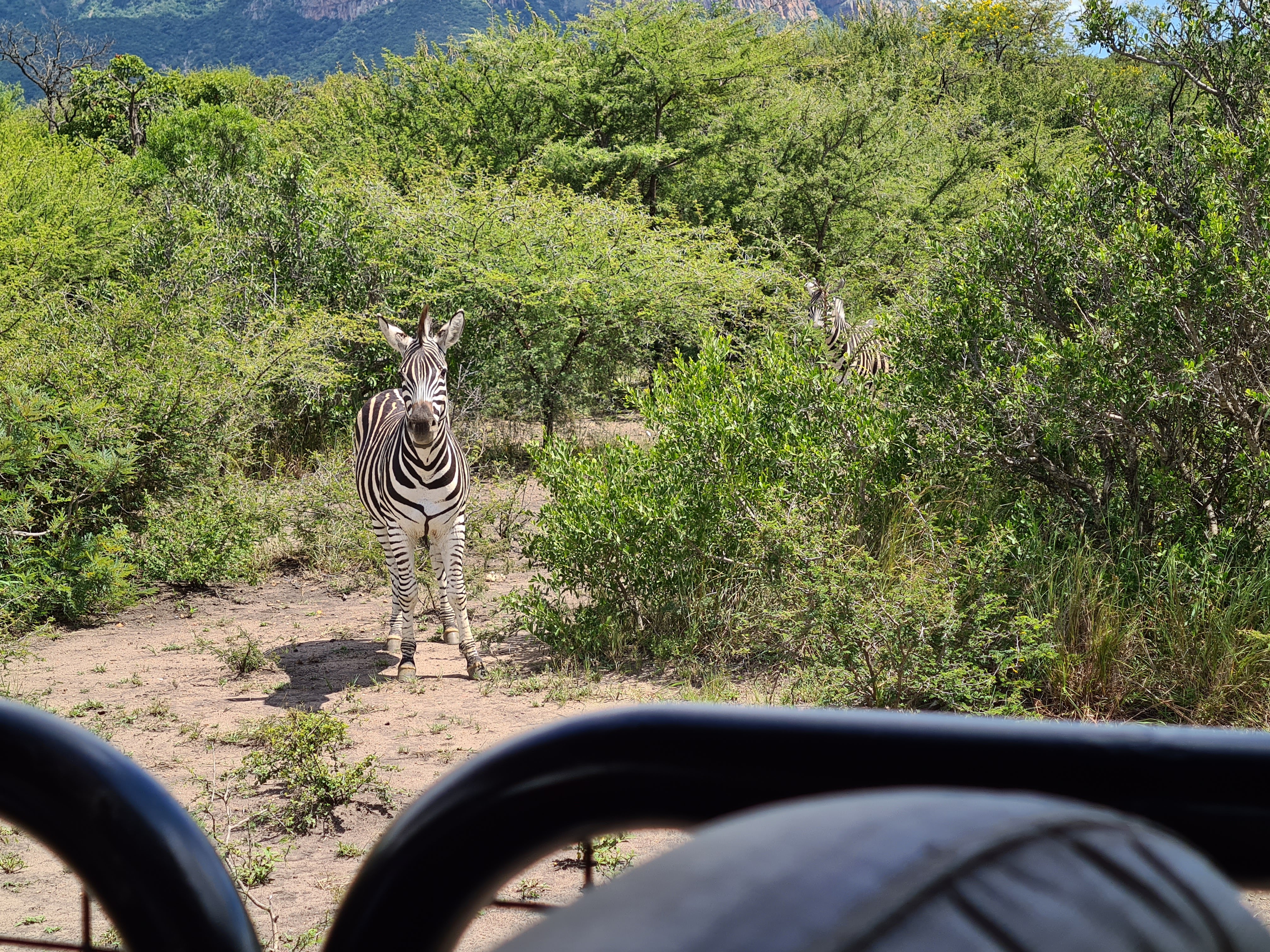 Mira van Duin: zebra viewed from vehicle