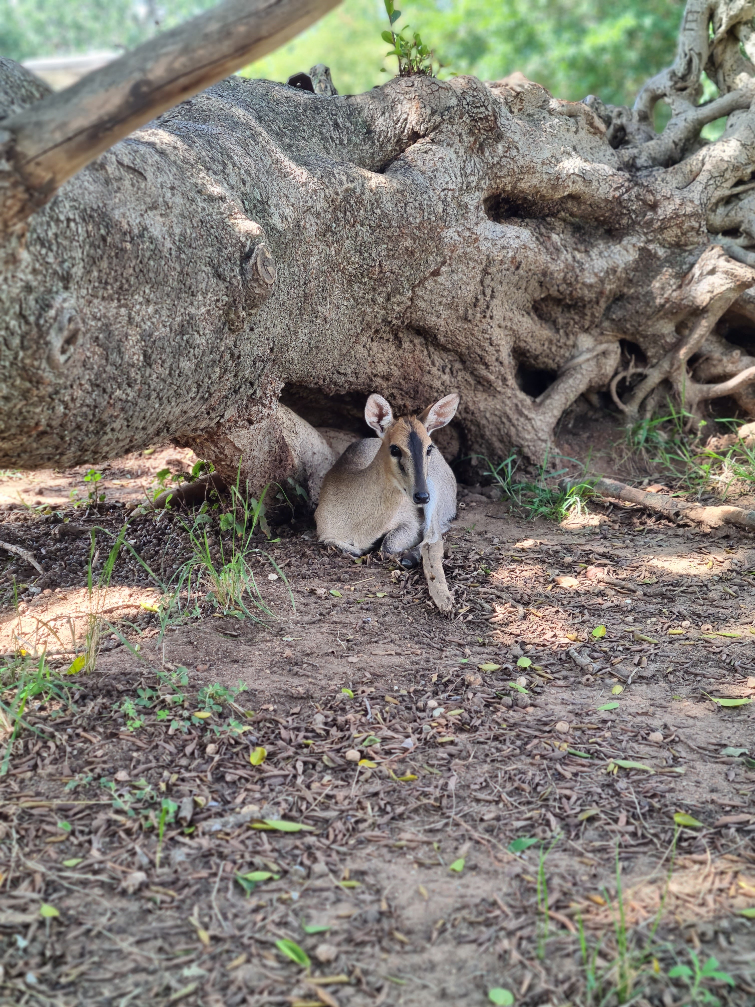 Mira van Duin: close-up of antelope
