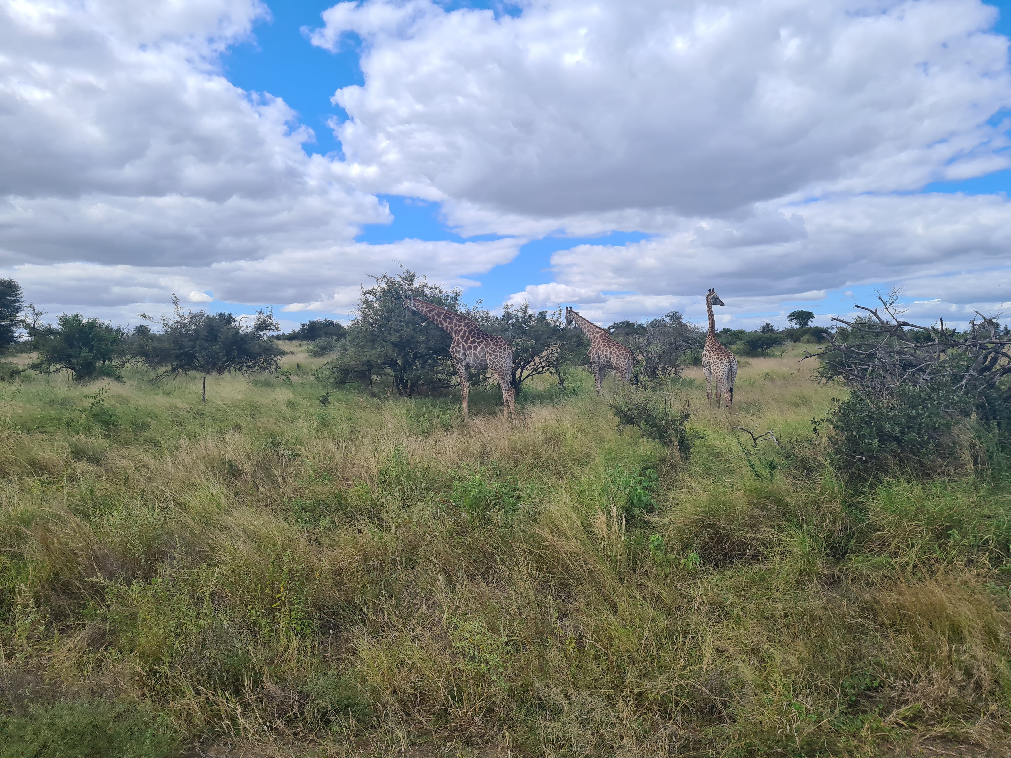 Mira van Duin: giraffes