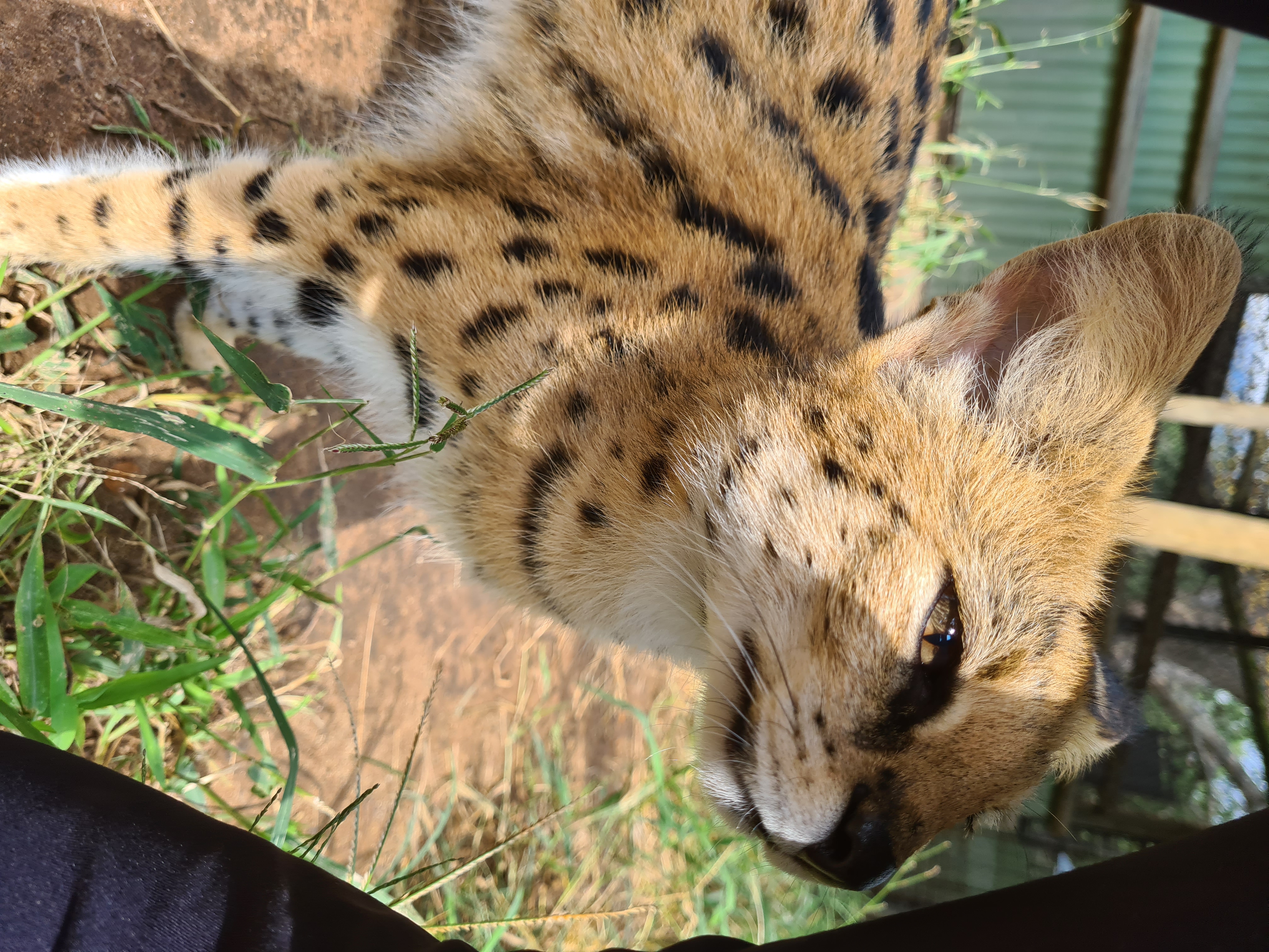 Mira van Duin: close-up of serval