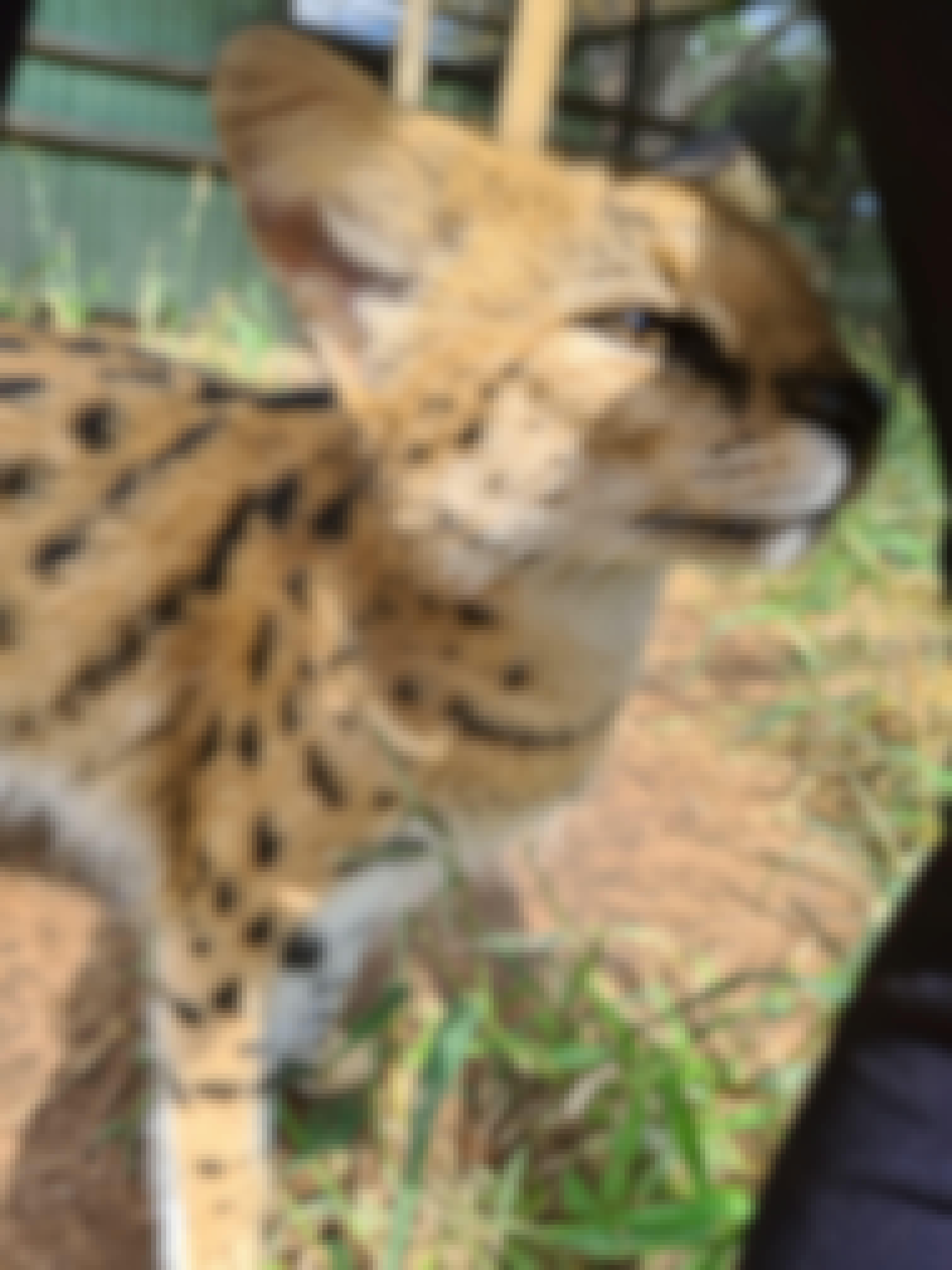 Mira van Duin: close-up of serval