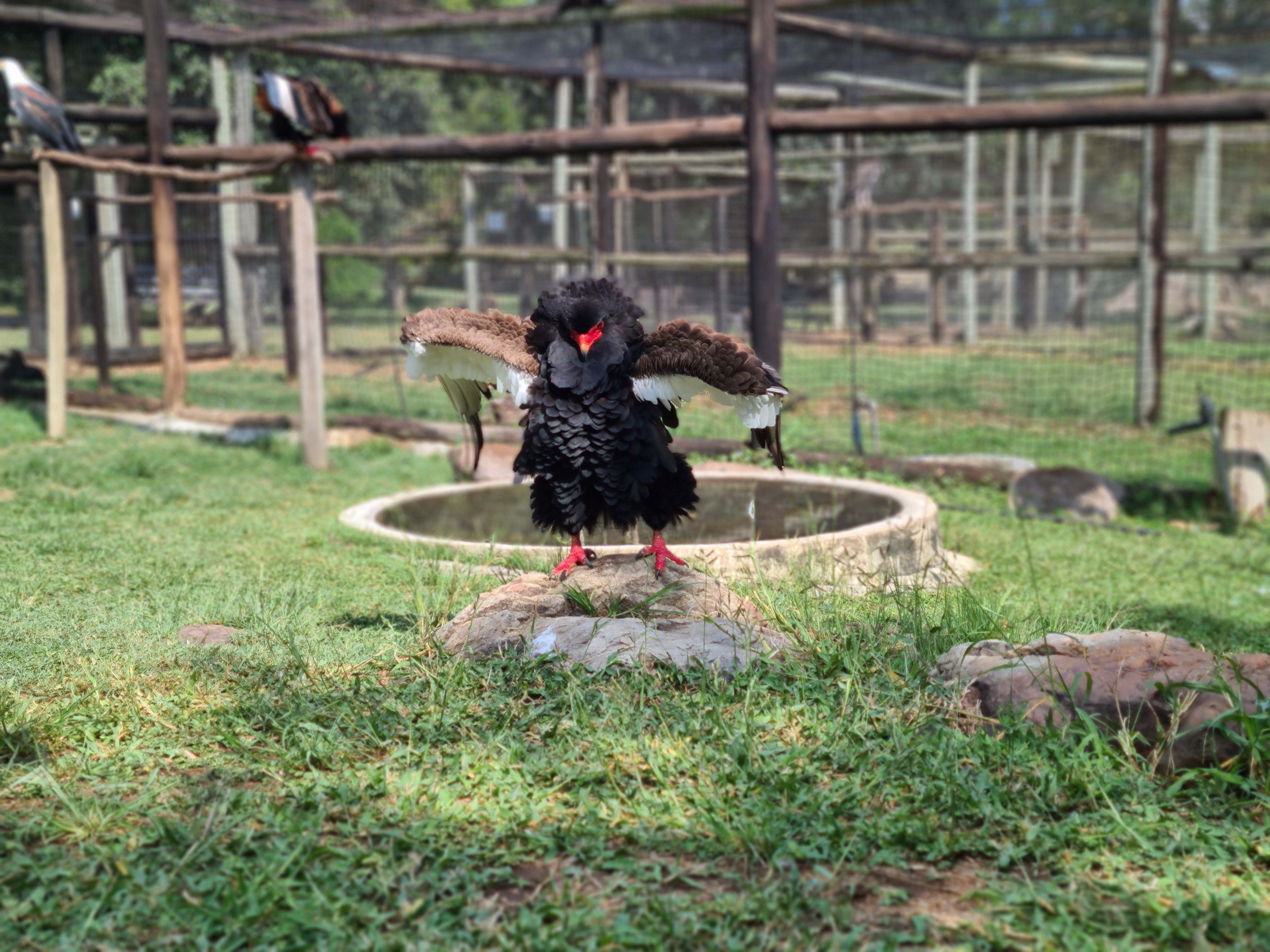 Mira van Duin: close-up of bird