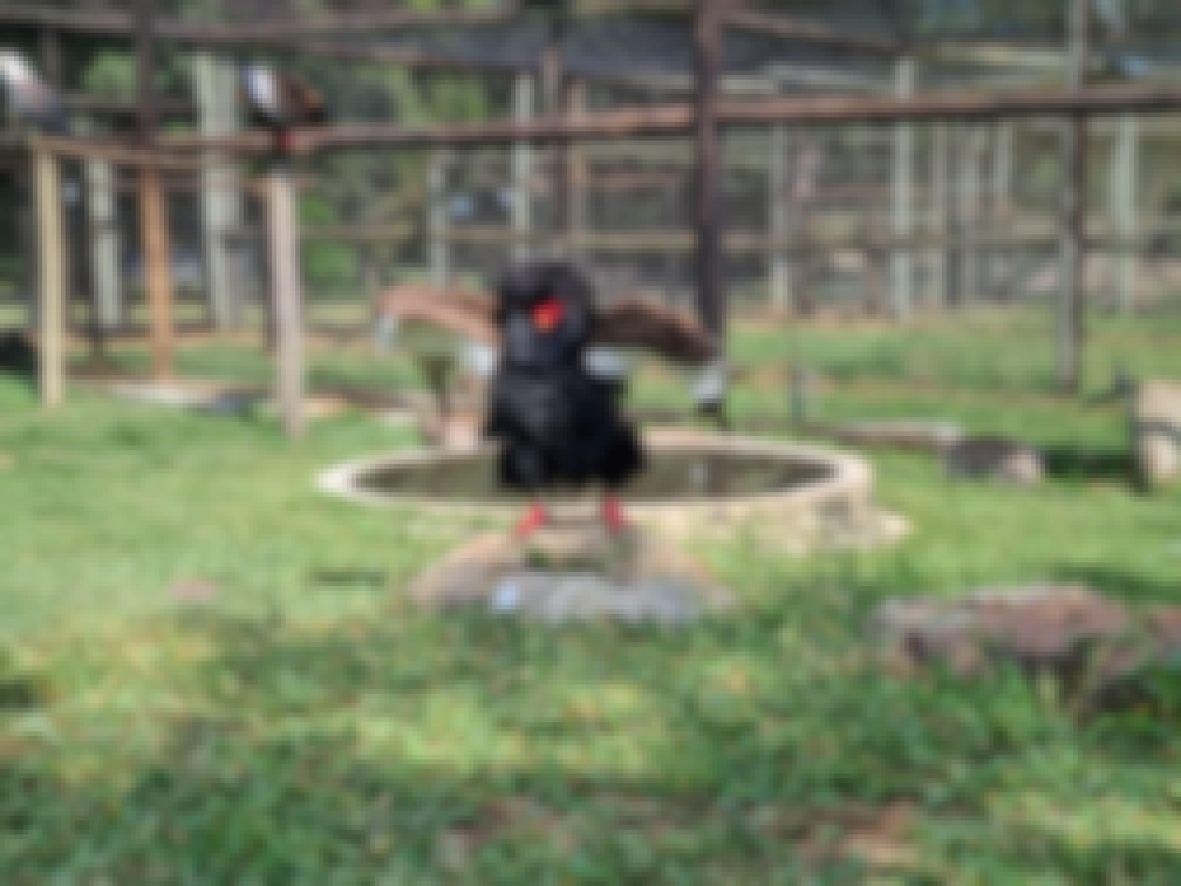 Mira van Duin: close-up of bird