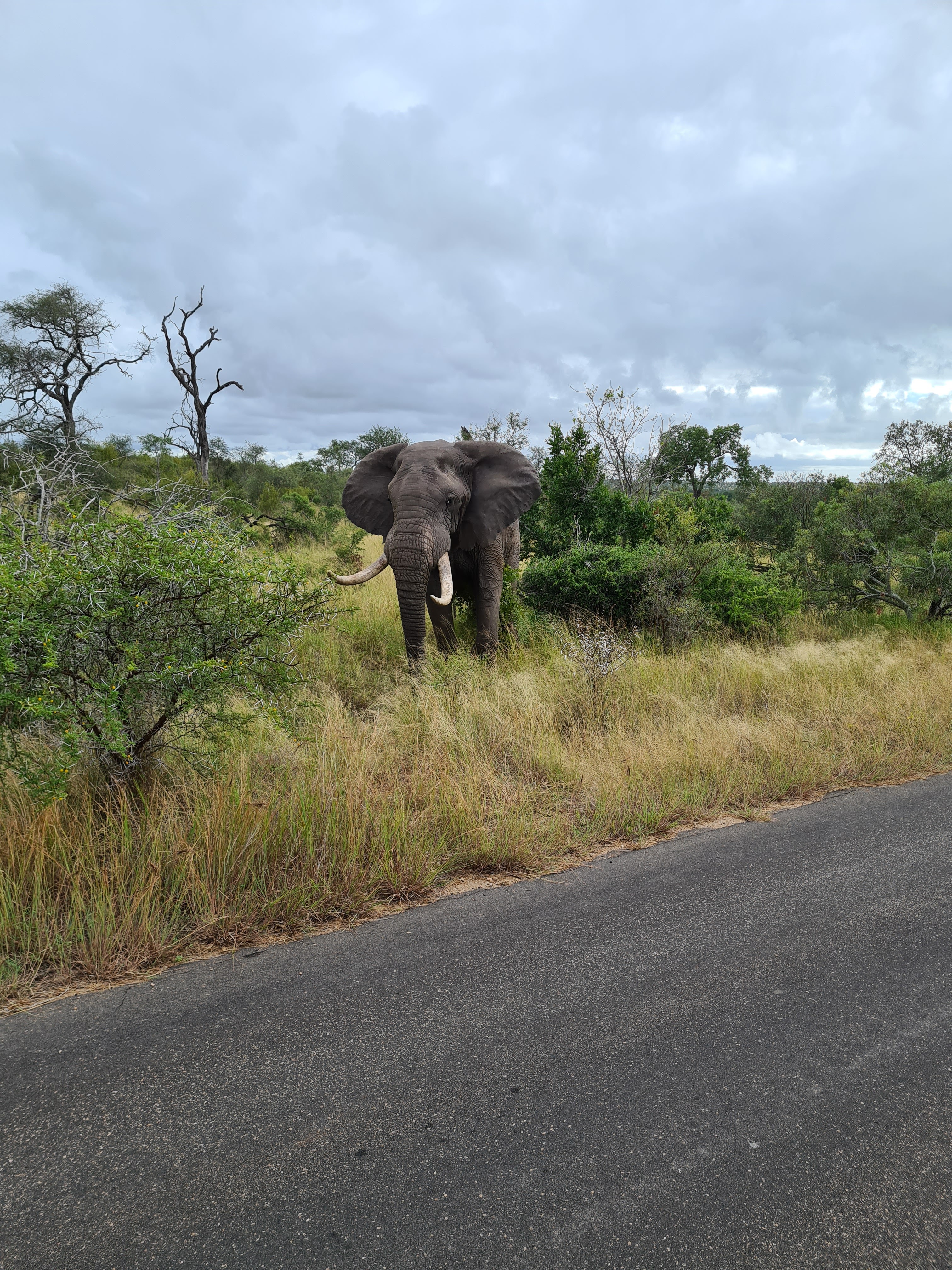 Mira van Duin: elephant