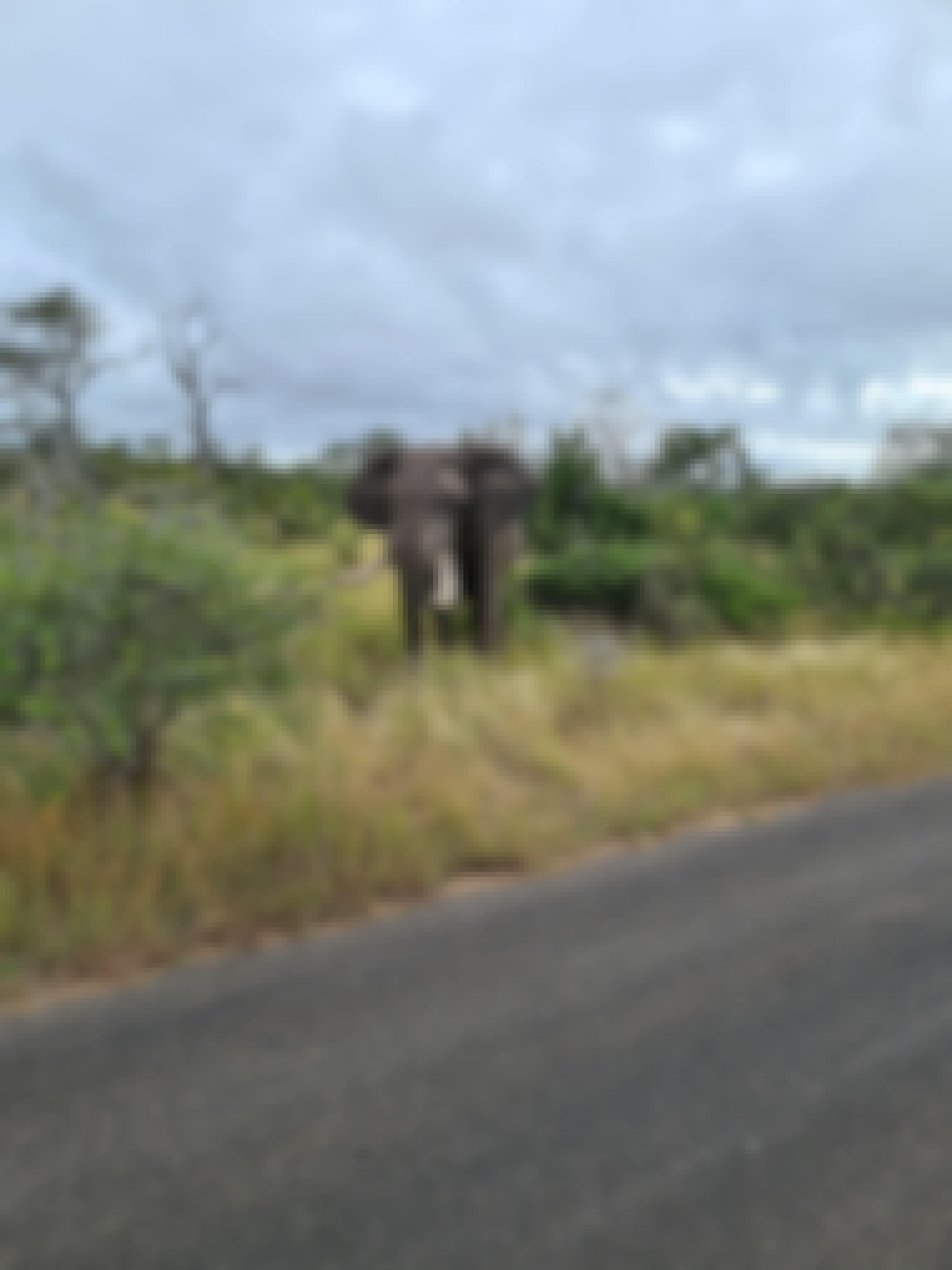 Mira van Duin: elephant