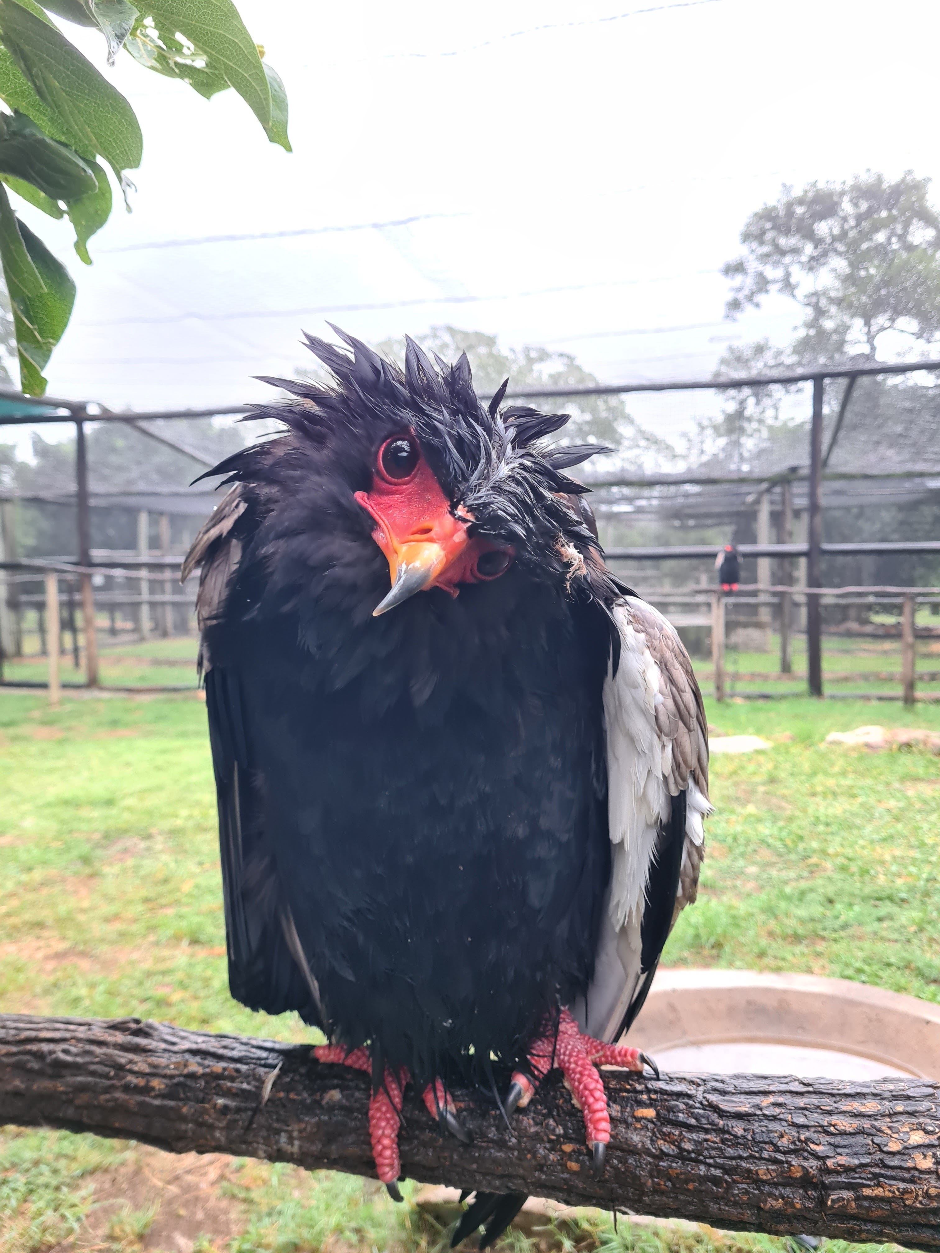Mira van Duin: close-up of bird