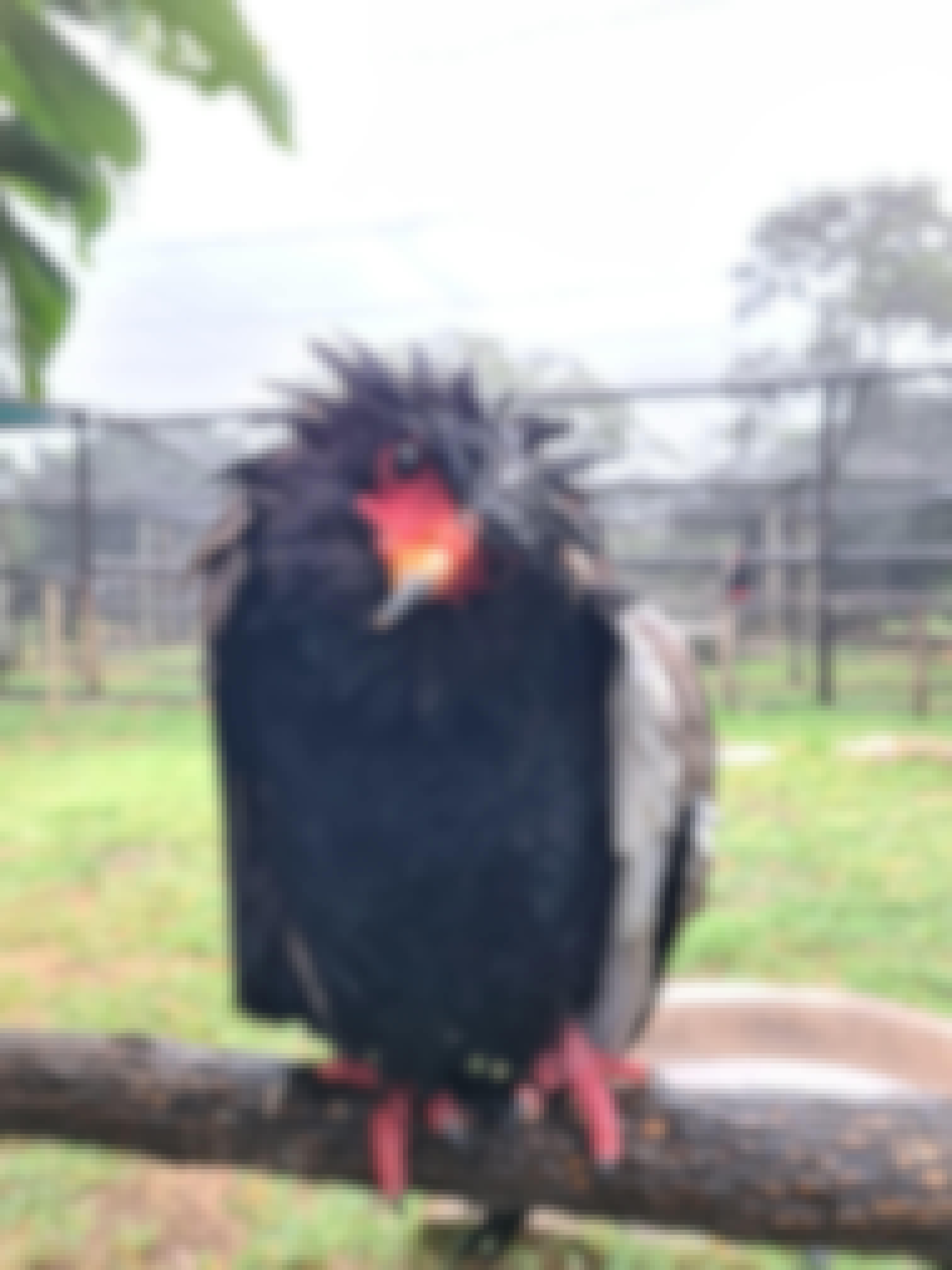 Mira van Duin: close-up of bird