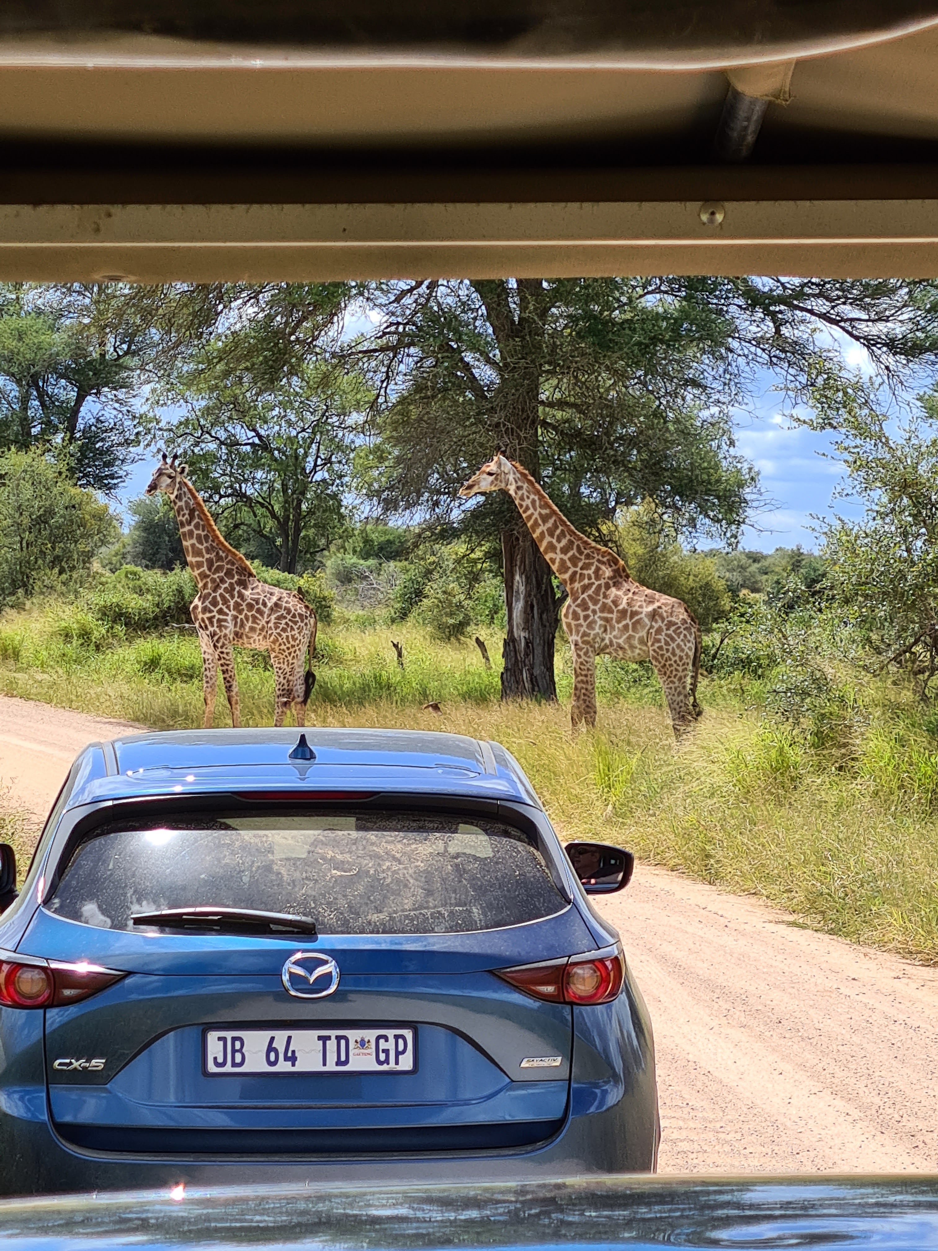 Mira van Duin: giraffe viewed from vehicle
