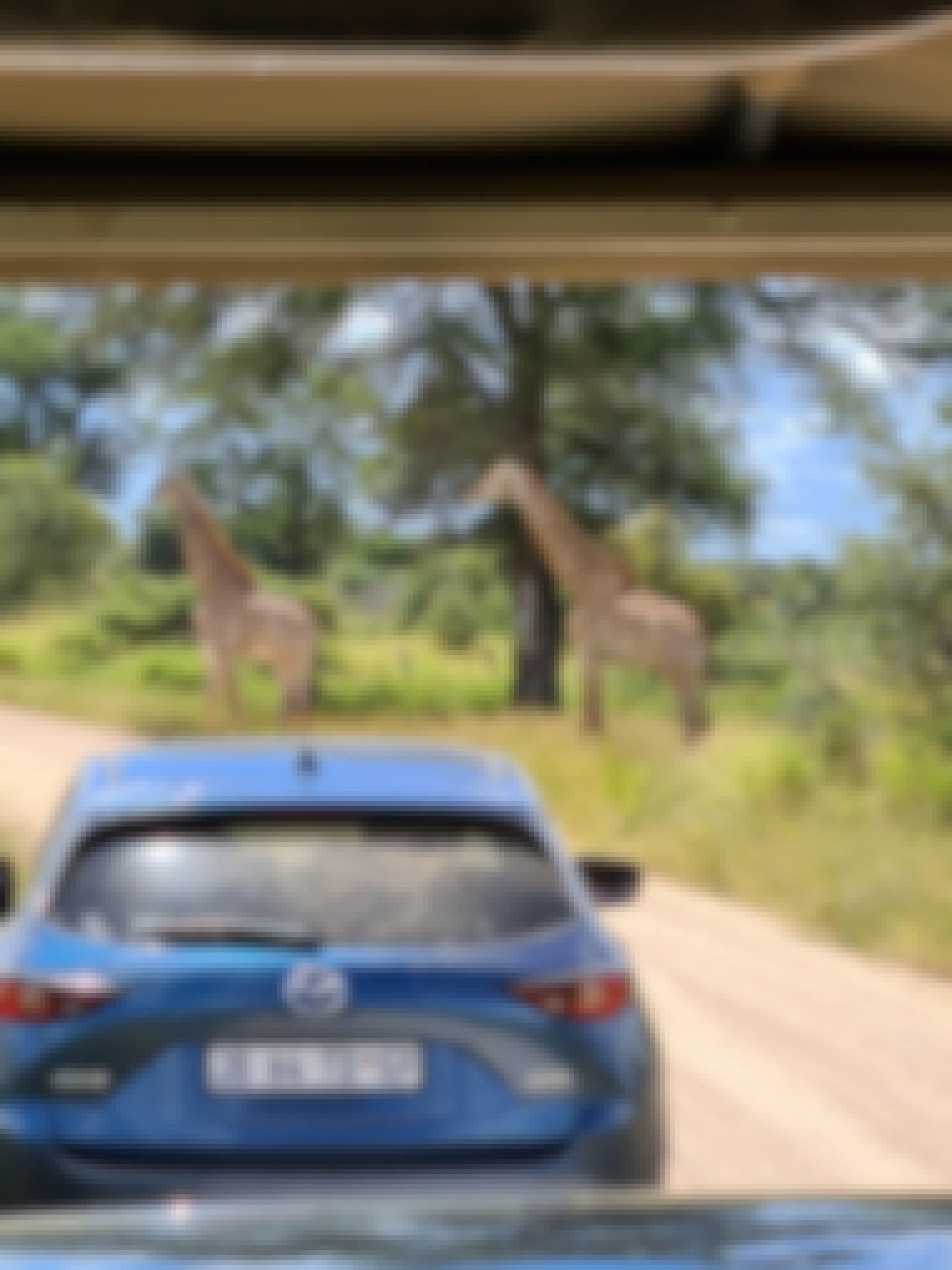 Mira van Duin: giraffe viewed from vehicle