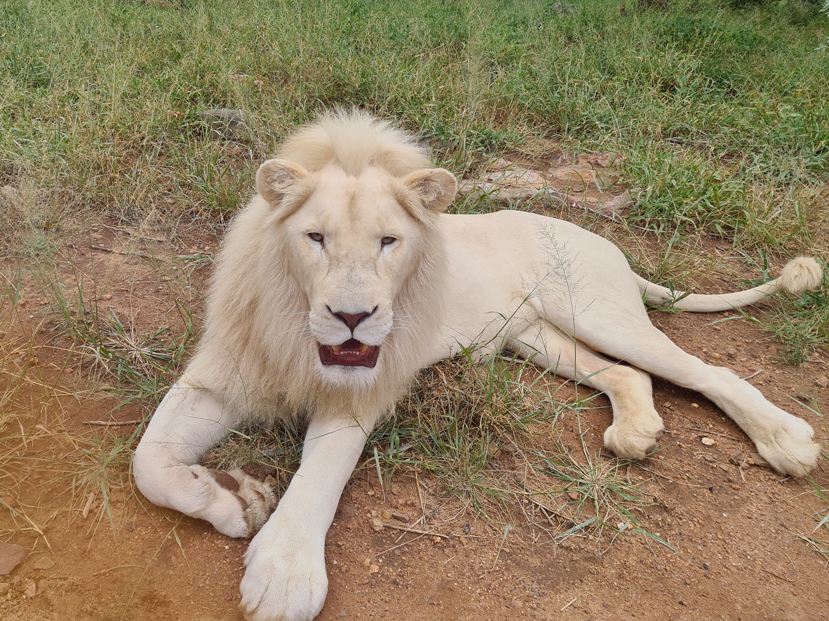 Mira van Duin: close-up of a lion