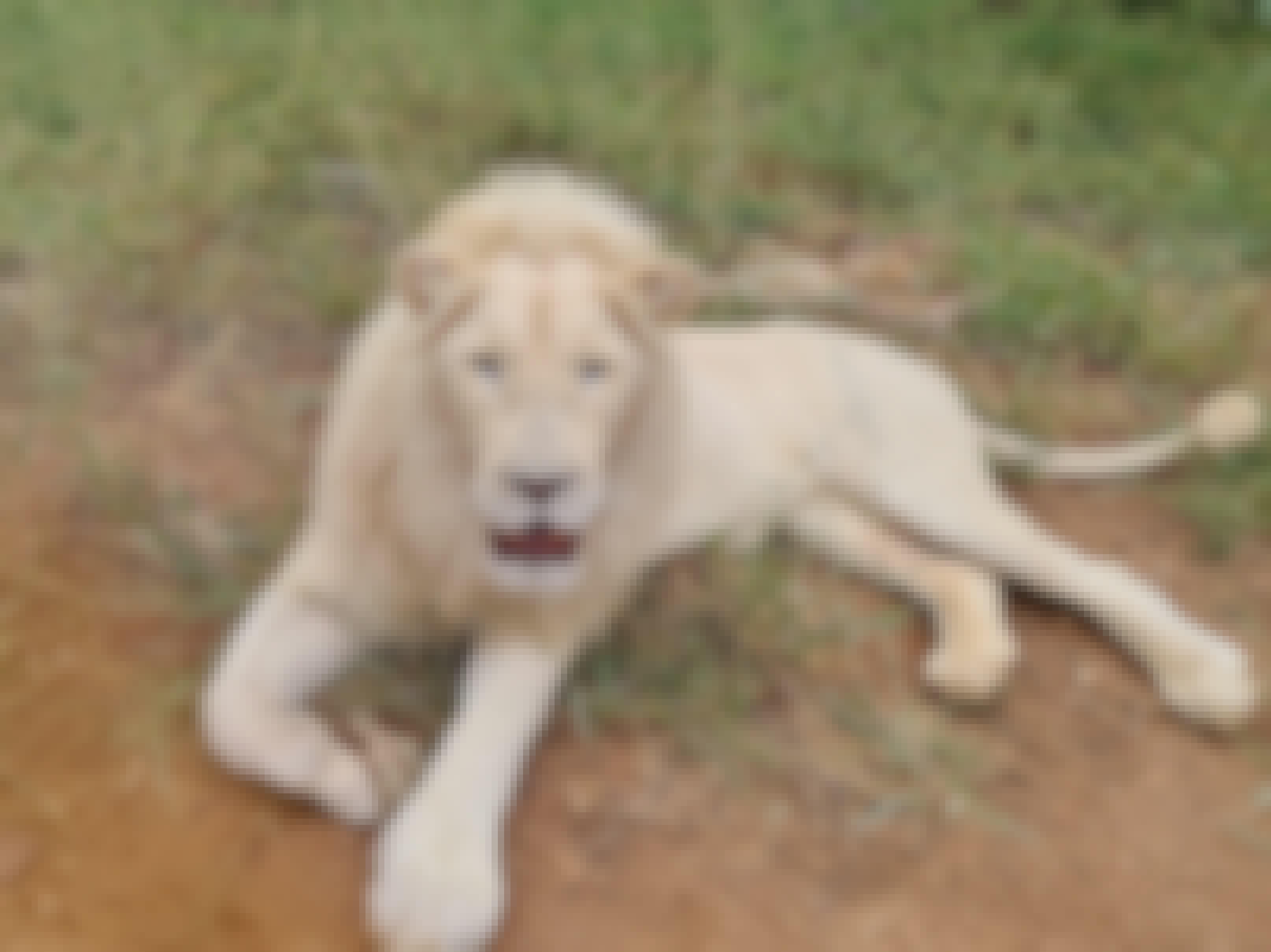 Mira van Duin: close-up of a lion