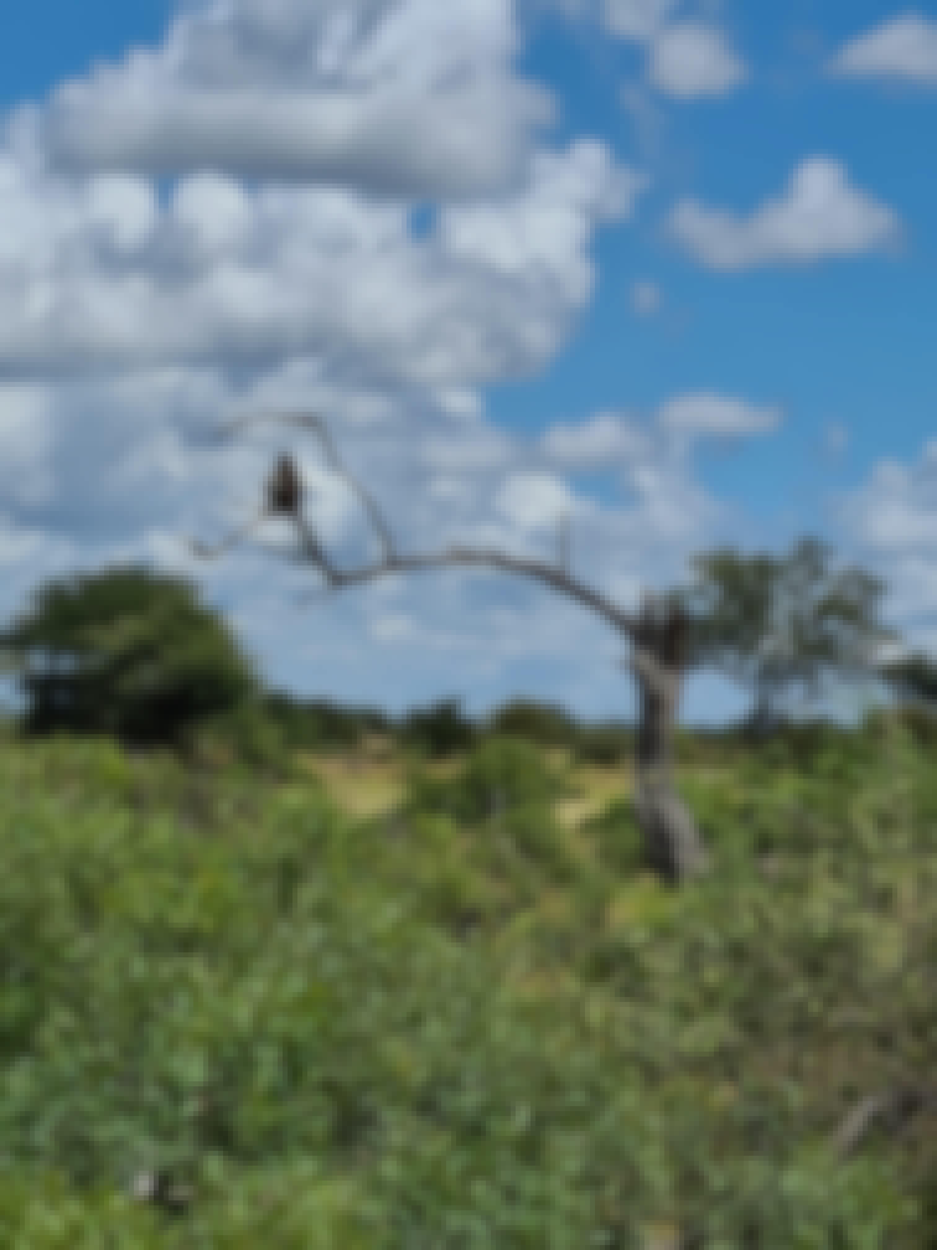 Mira van Duin: monkey in a tree