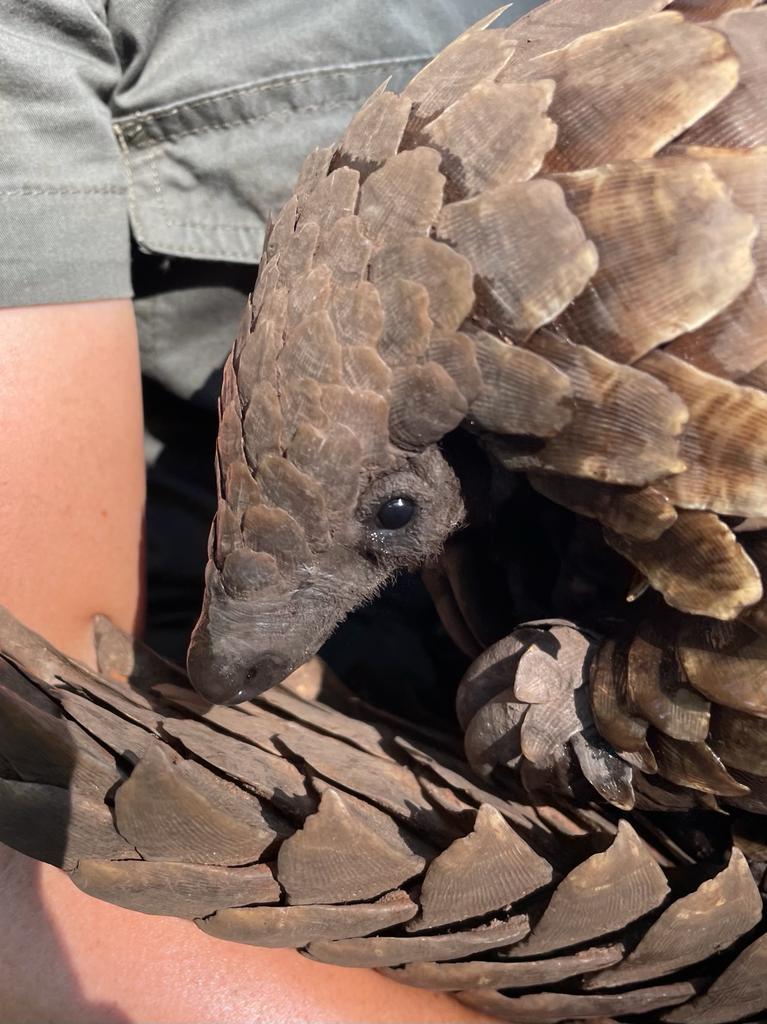 Frances Watson: close-up of a pangolin