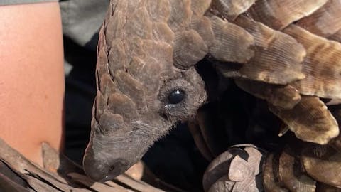 Frances Watson: close-up of a pangolin