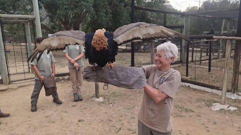 Frances Watson: posing with a bateleur eagle