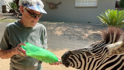 Frances Watson: bottle feeding a baby zebra