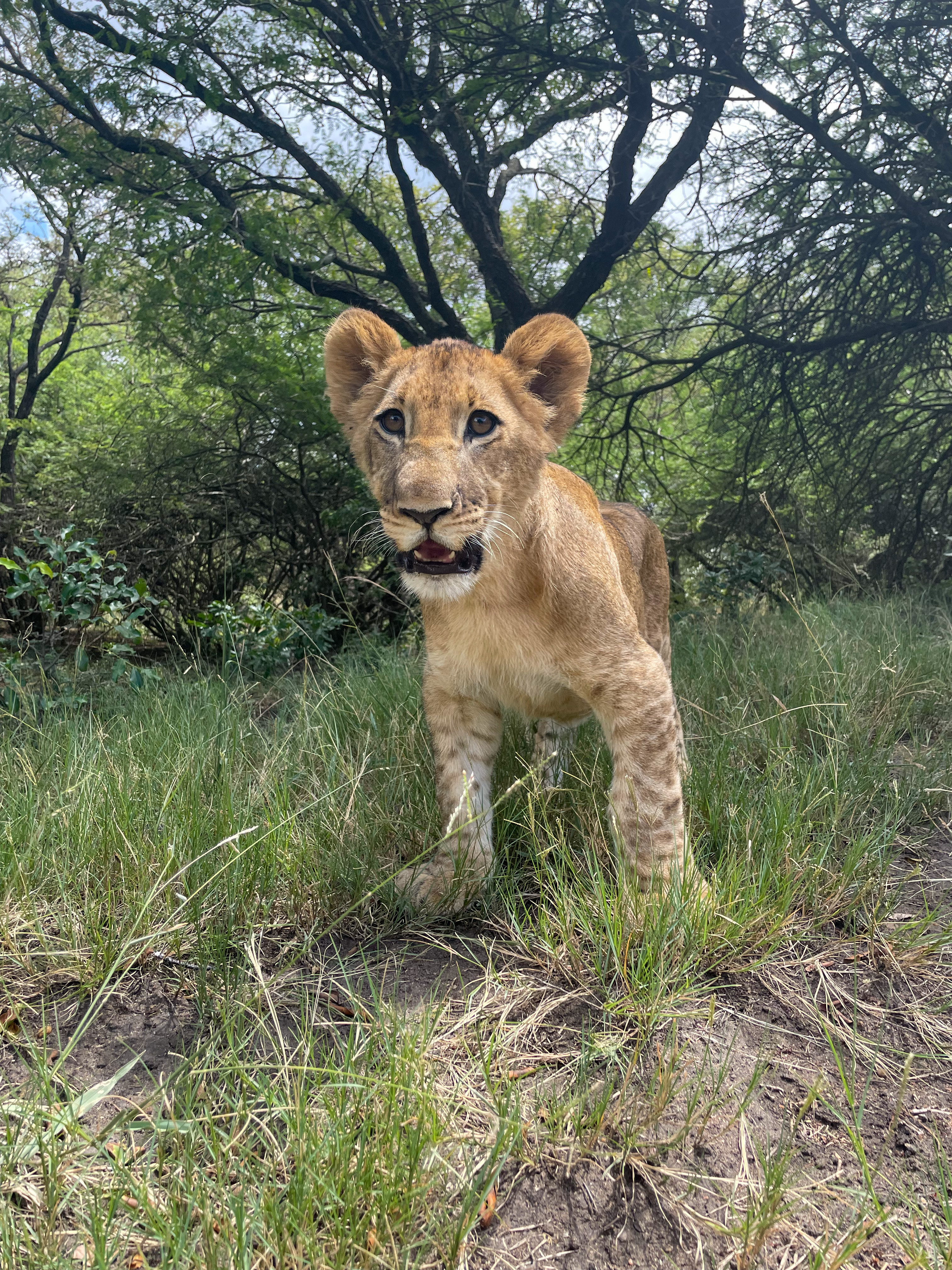 Savannah de Mare: lion