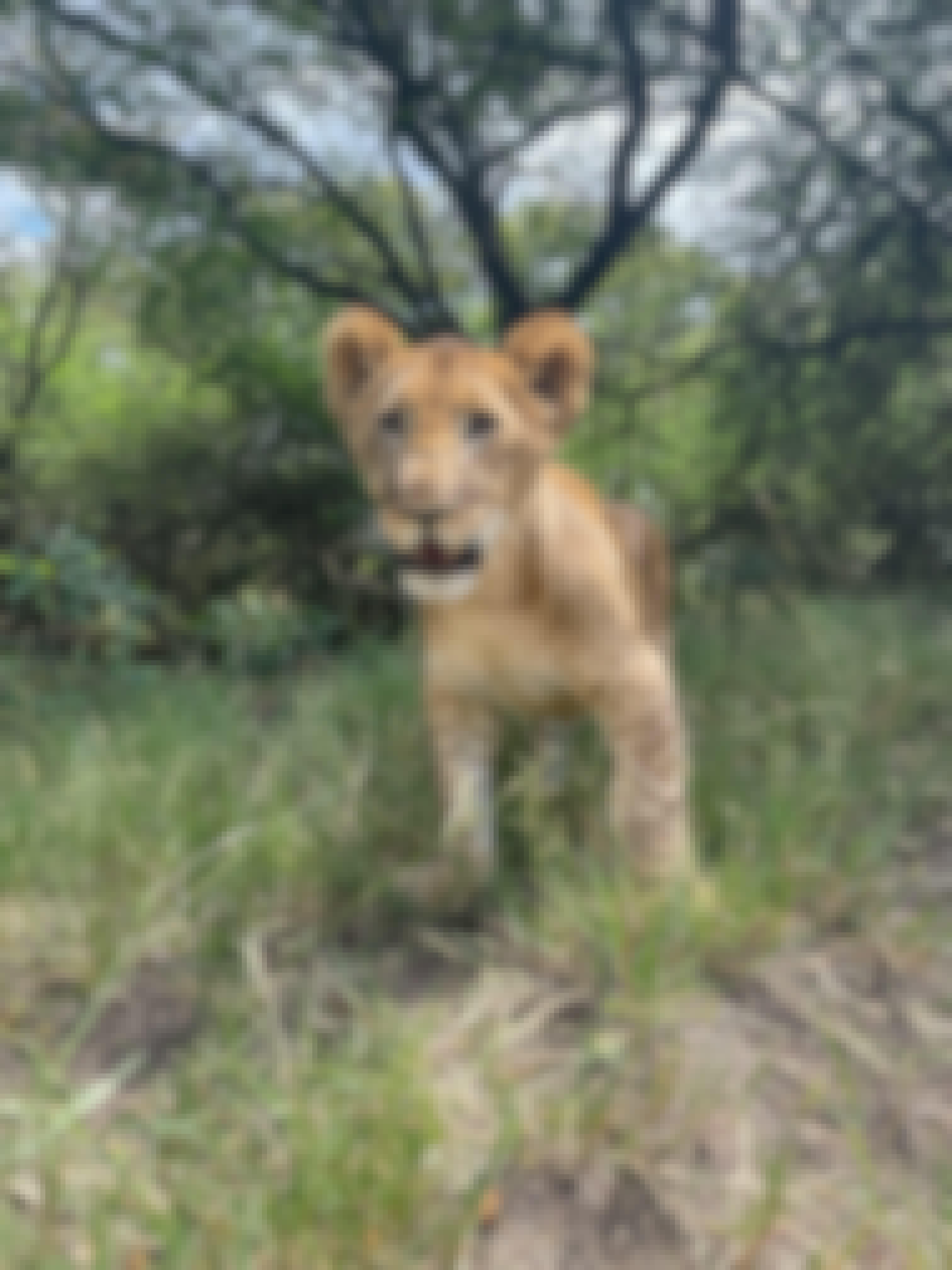 Savannah de Mare: lion